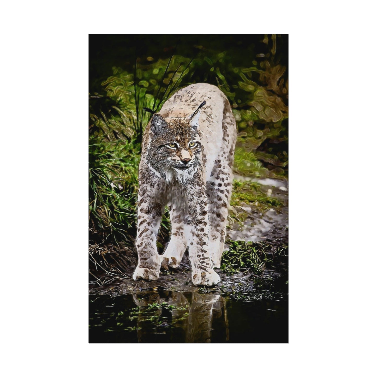 Bobcat Rolled Posters