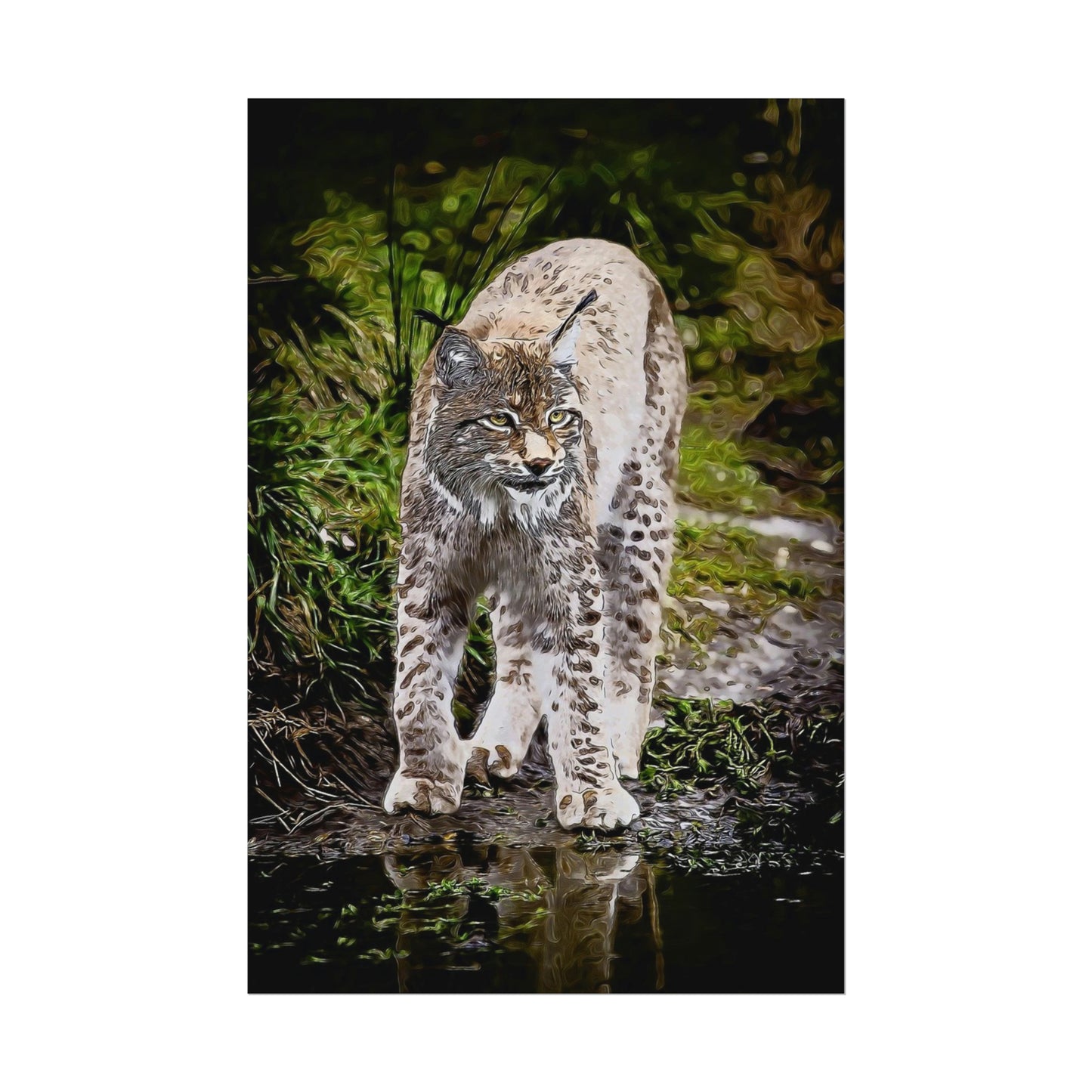 Bobcat Rolled Posters
