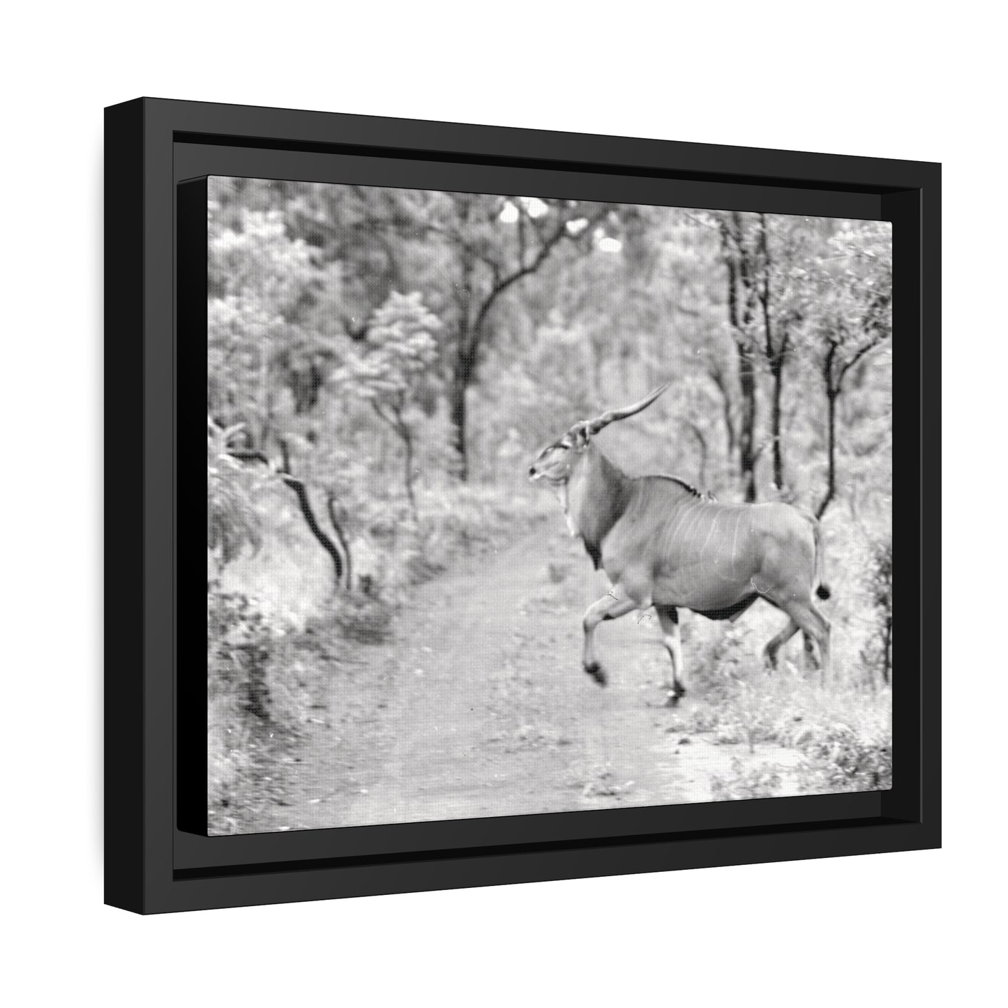 Elk Matte Canvas, Black Frame
