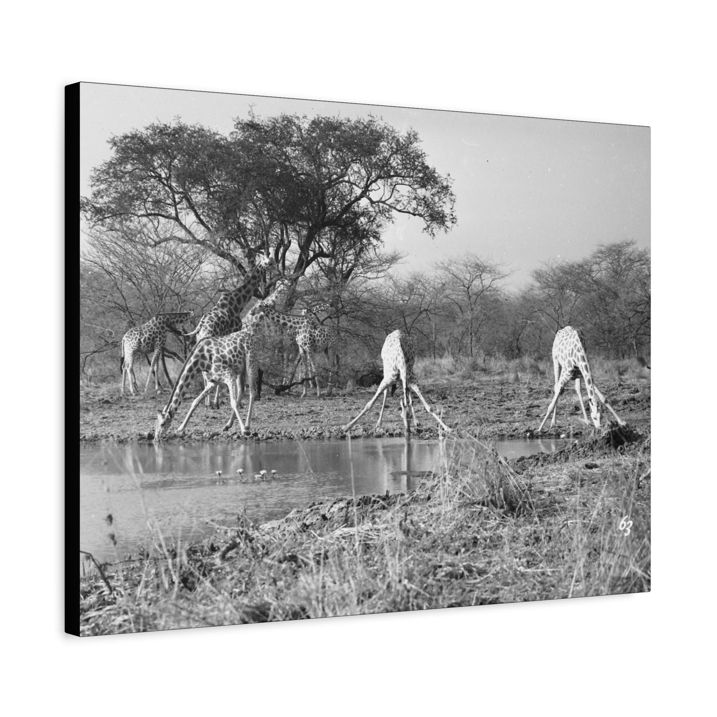 Girafe Matte Canvas, Stretched, 1.25"