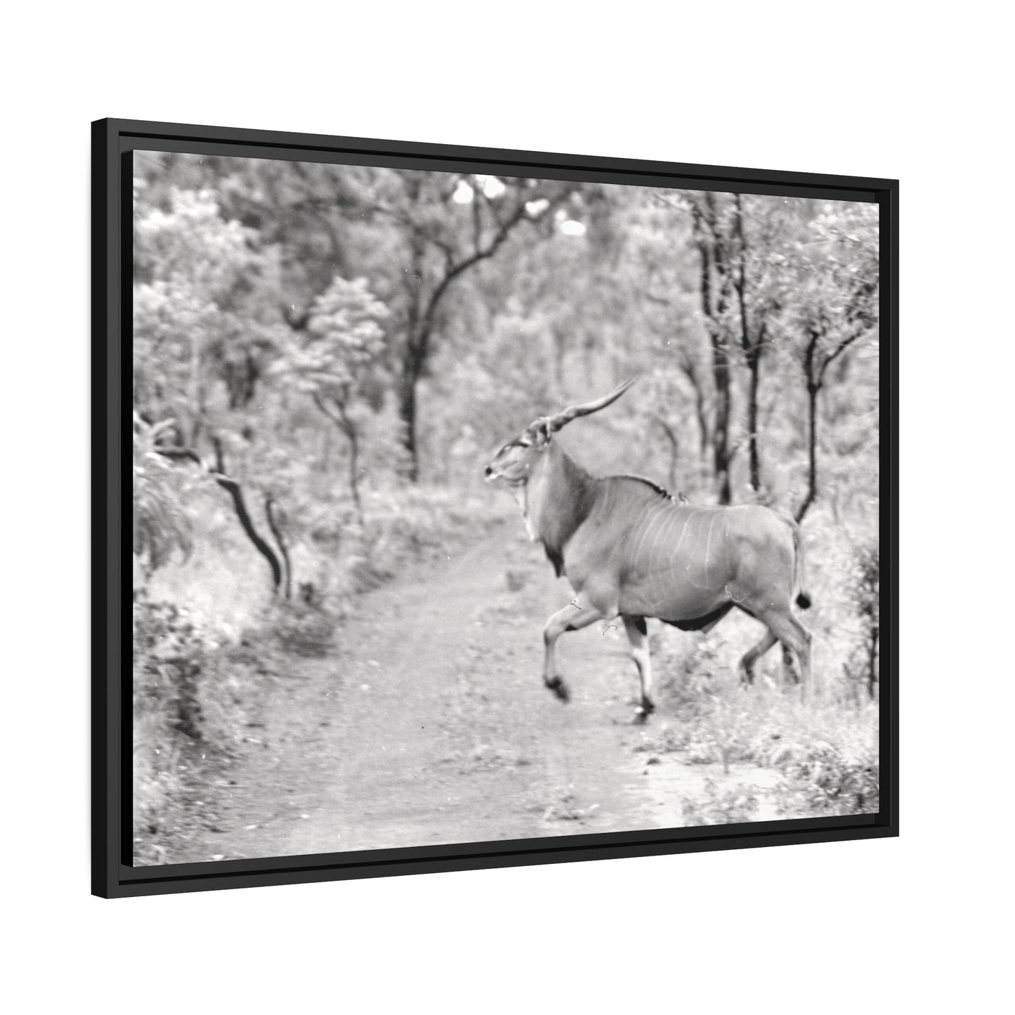 Elk Matte Canvas, Black Frame