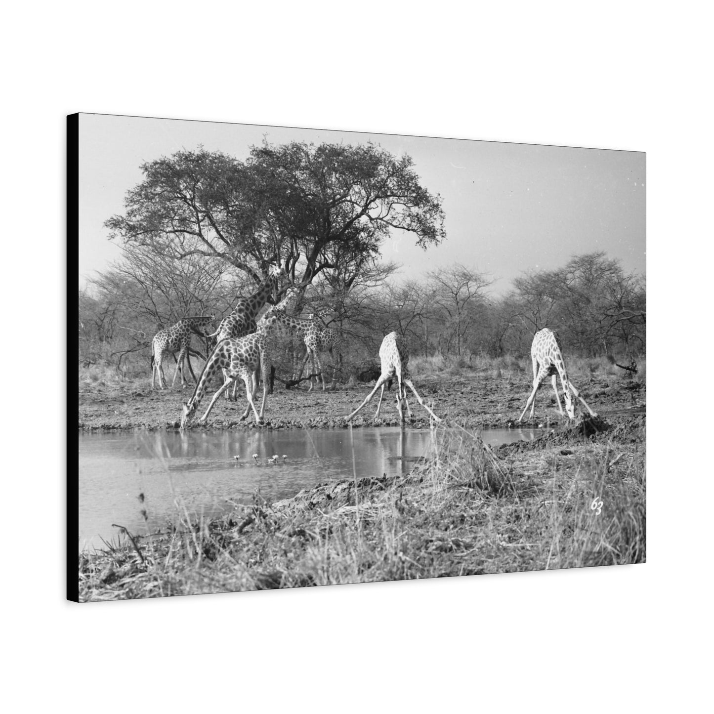 Girafe Matte Canvas, Stretched, 1.25"