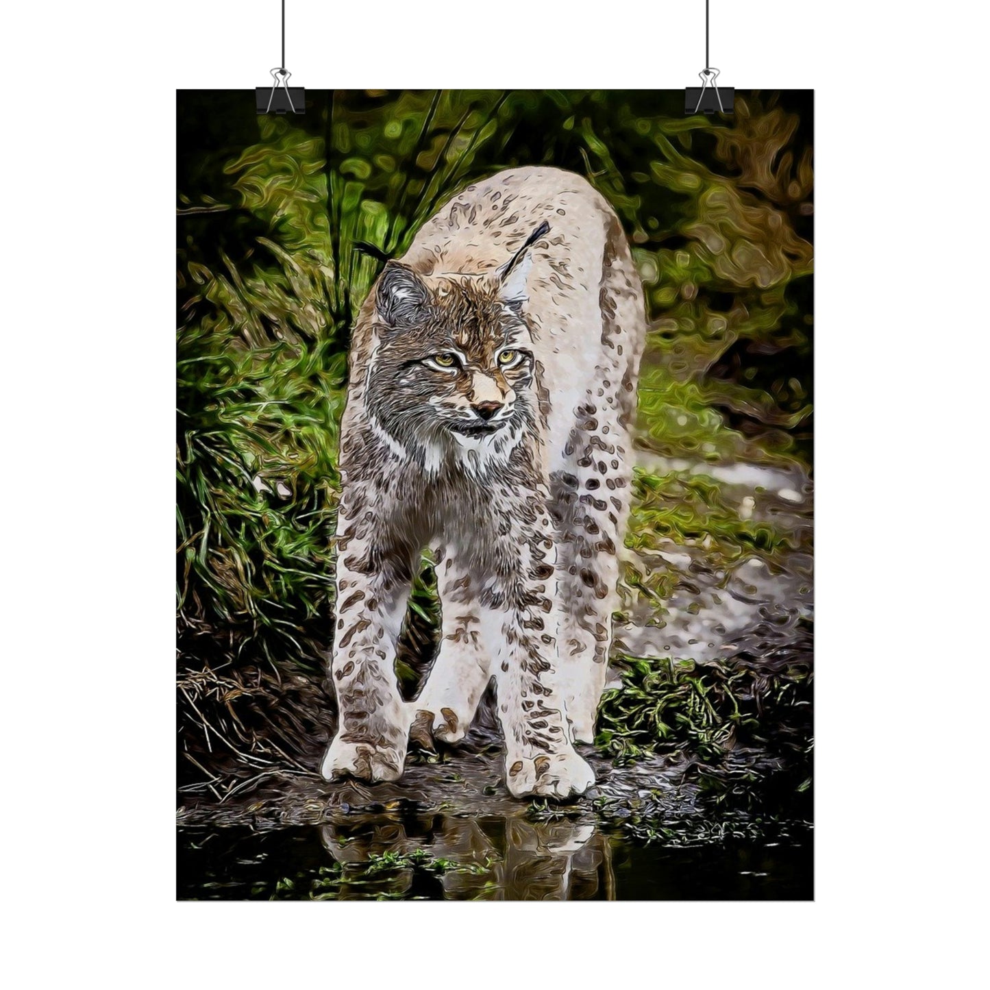 Bobcat Rolled Posters