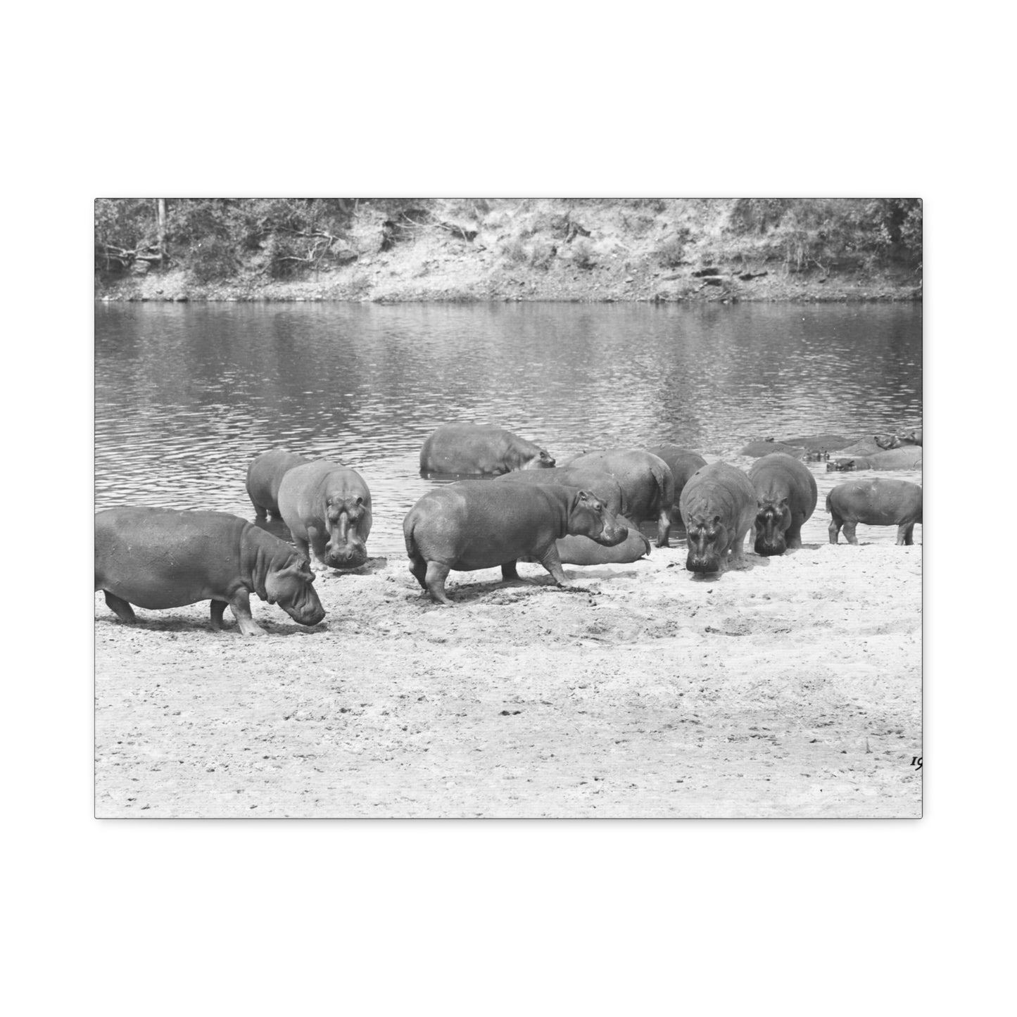 Hippopotamus Matte Canvas, Stretched, 1.25"