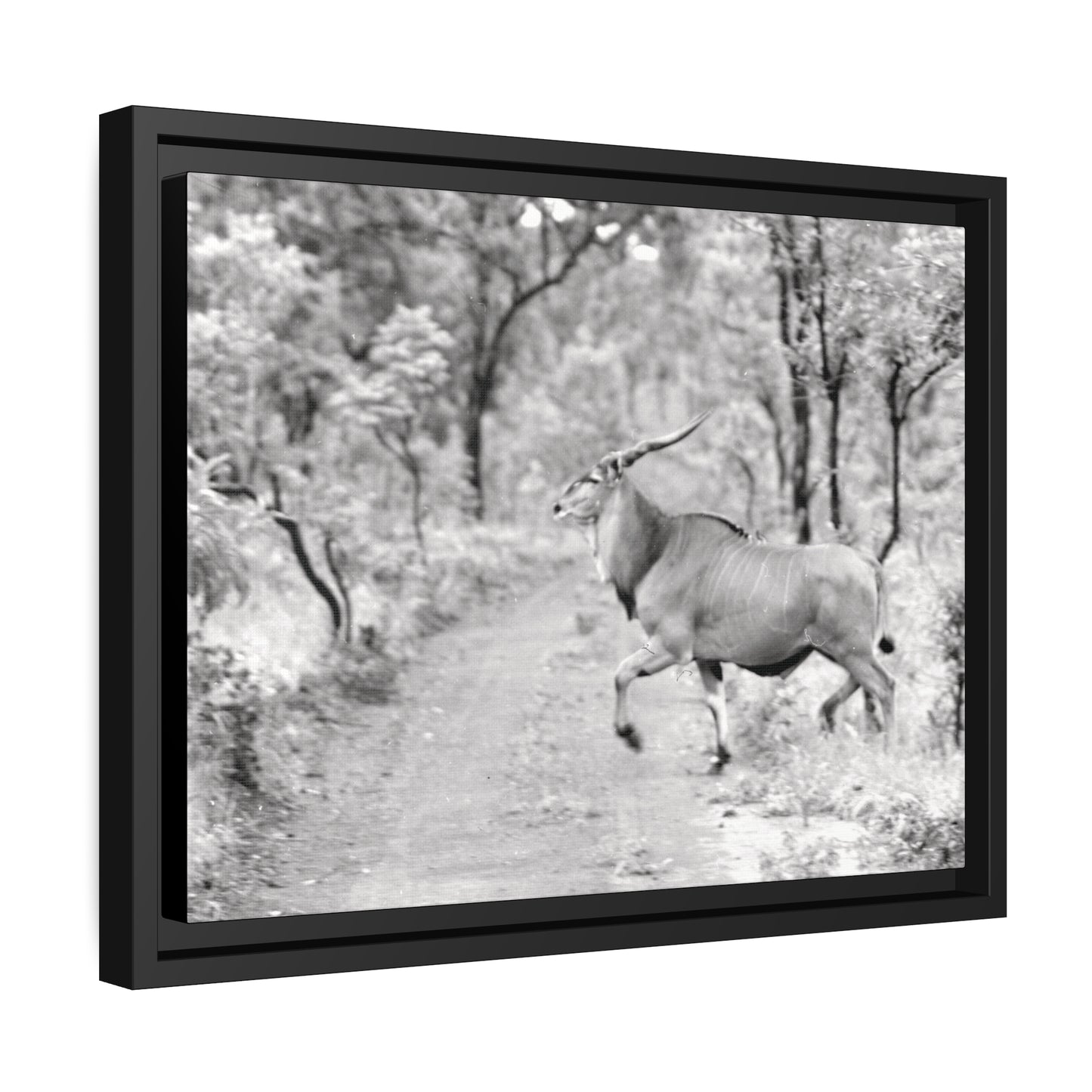 Elk Matte Canvas, Black Frame
