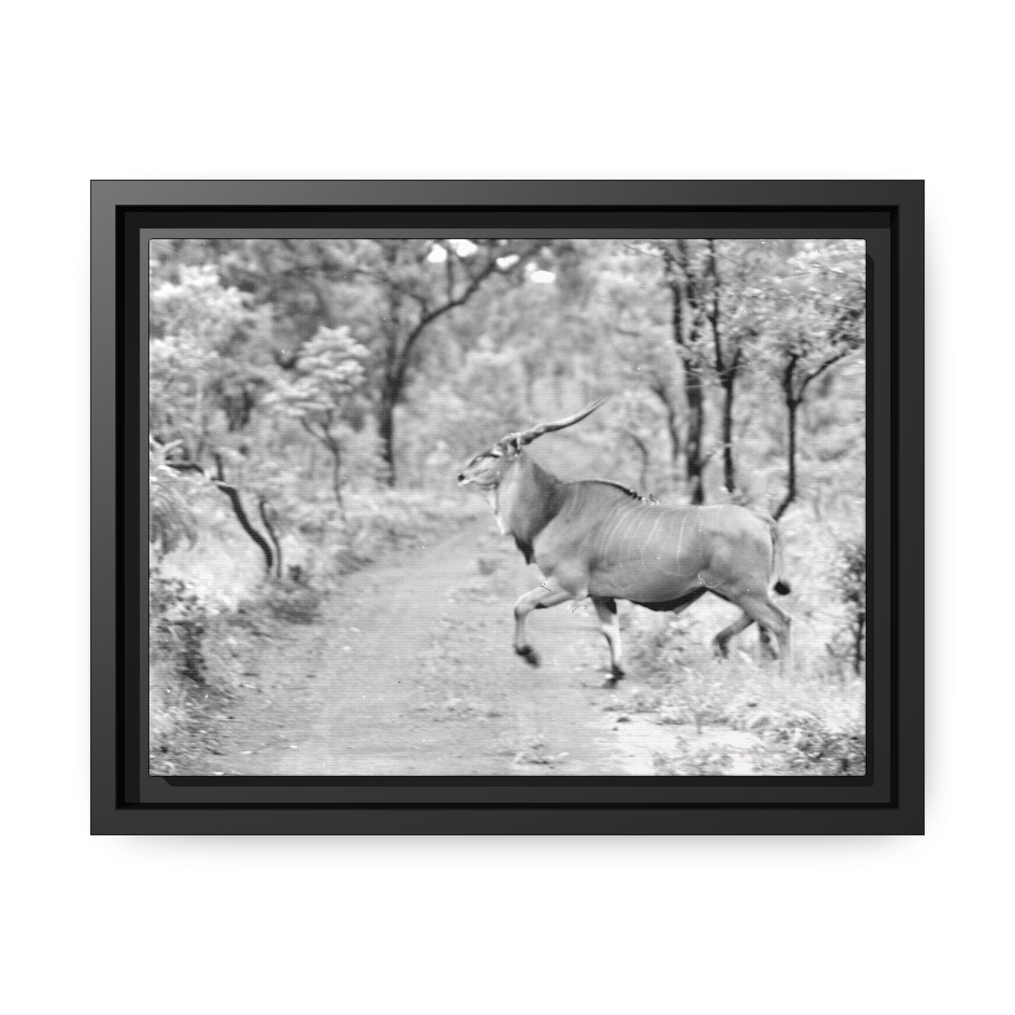 Elk Matte Canvas, Black Frame