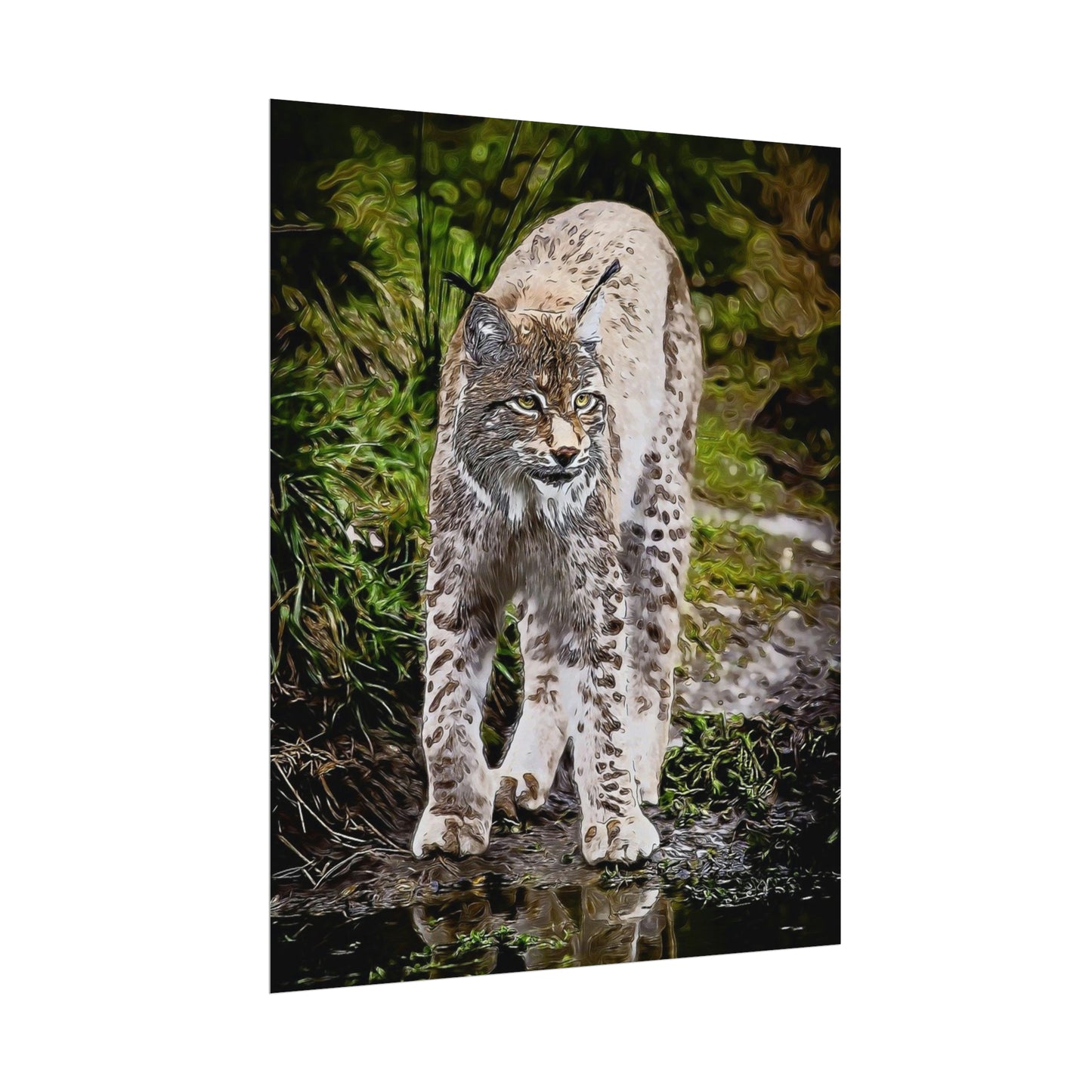 Bobcat Rolled Posters