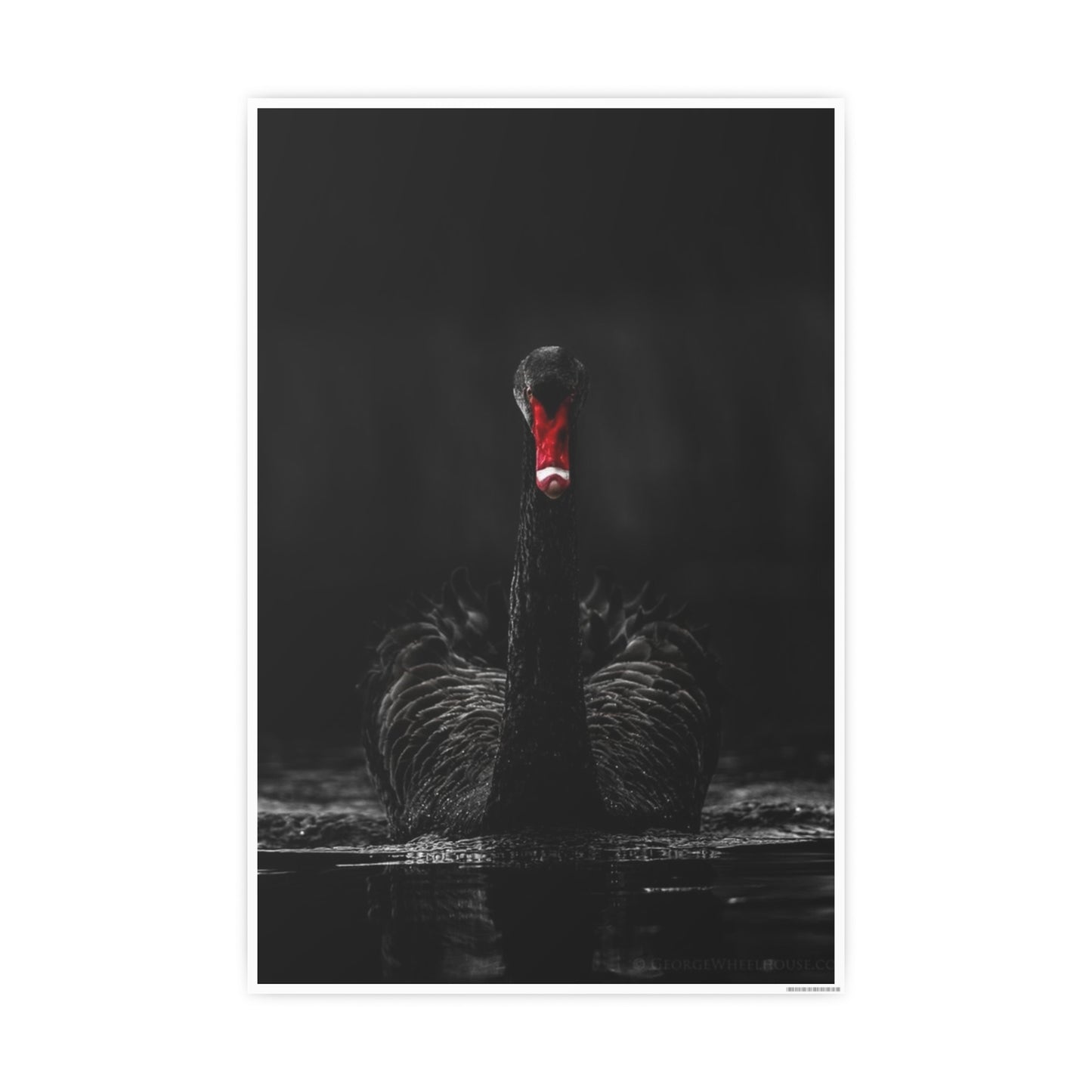 Black Swan Photo Art Paper Posters