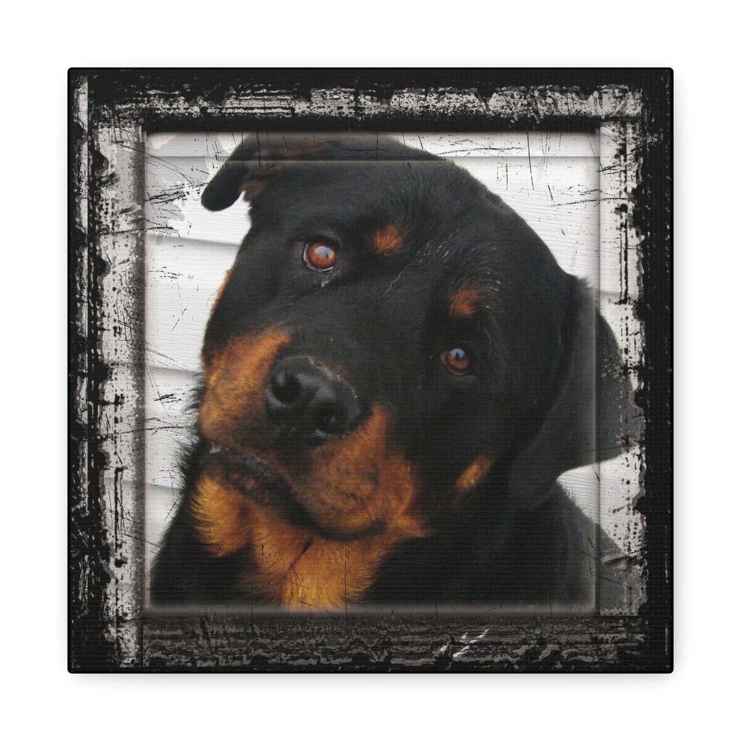 Rotweiller Matte Canvas, Stretched, 1.25"