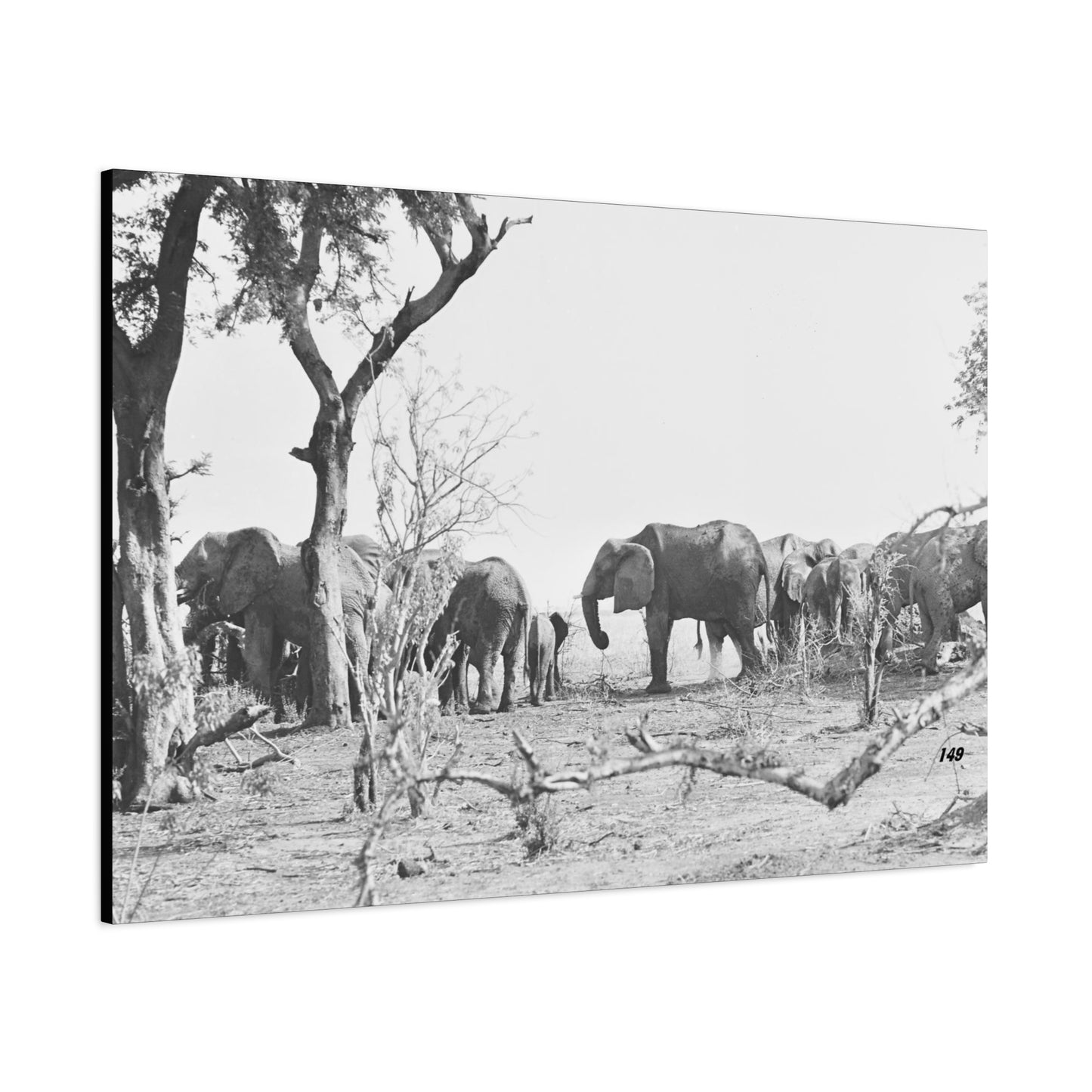 Elephants Matte Canvas, Stretched, 1.25"