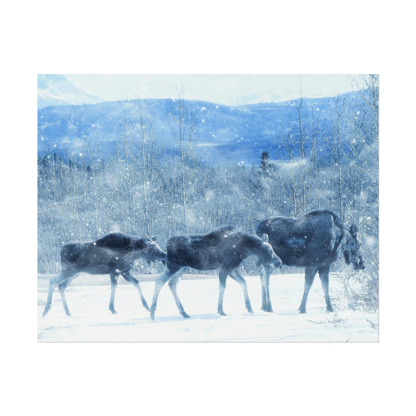 Moose Rolled Posters