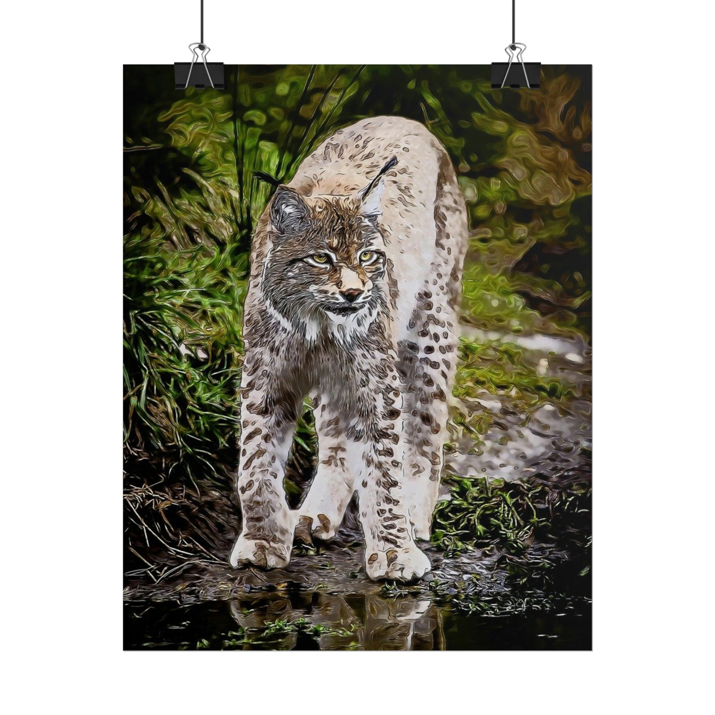 Bobcat Rolled Posters