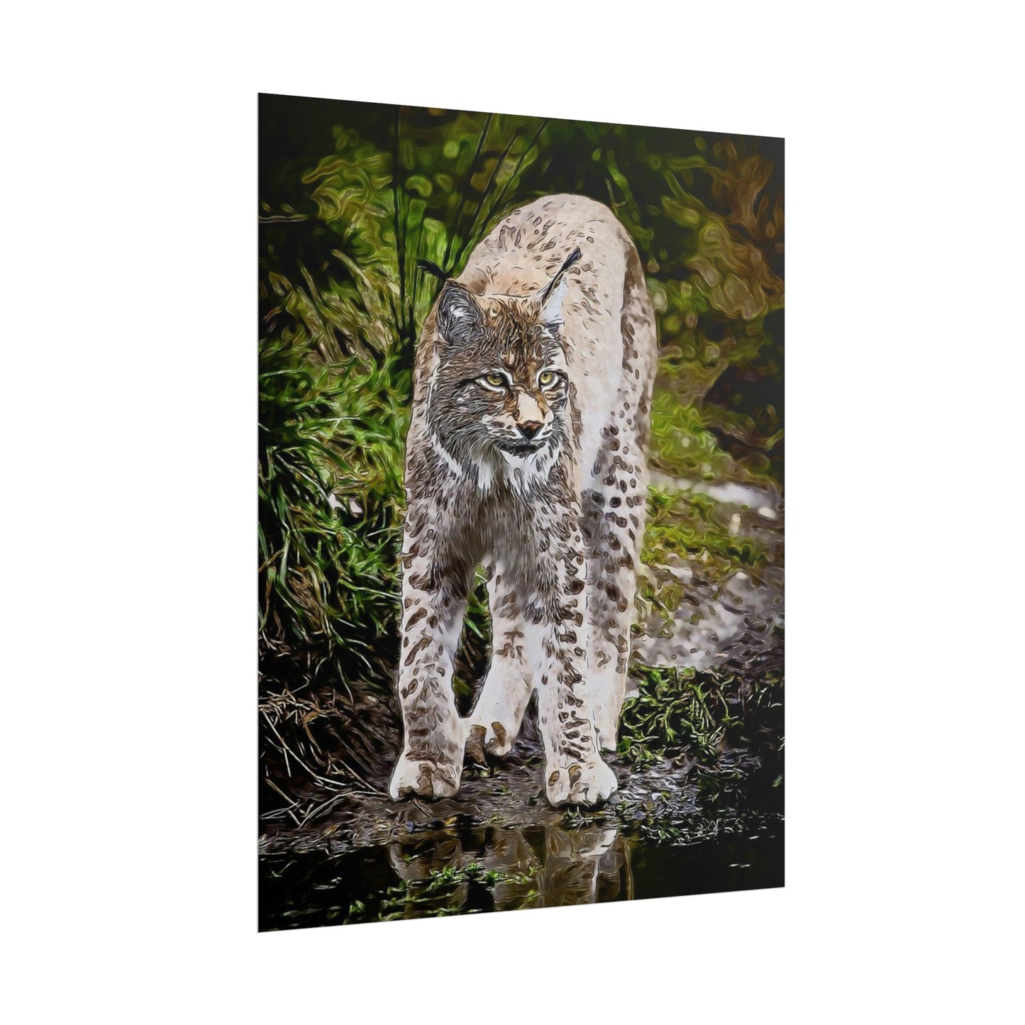 Bobcat Rolled Posters