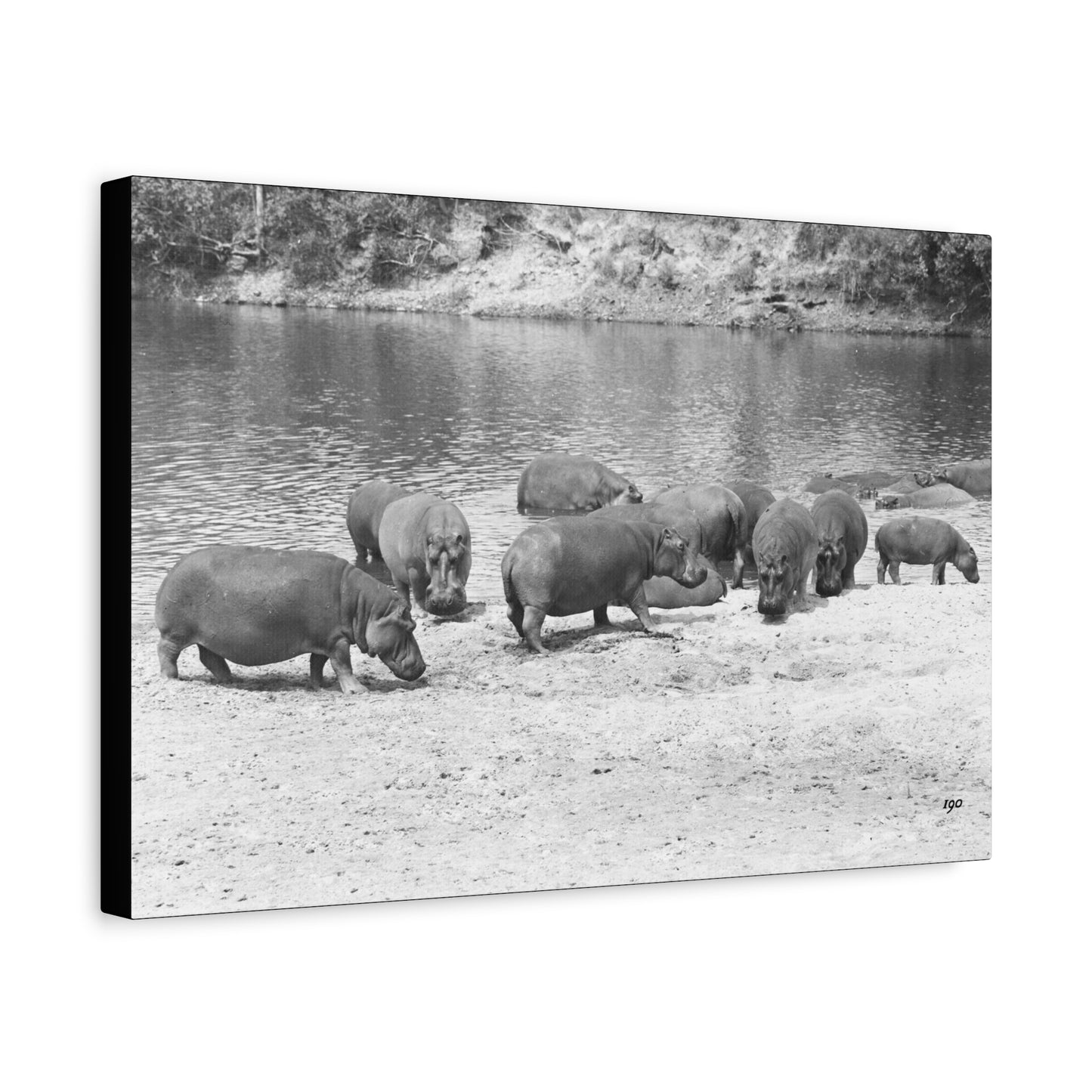 Hippopotamus Matte Canvas, Stretched, 1.25"