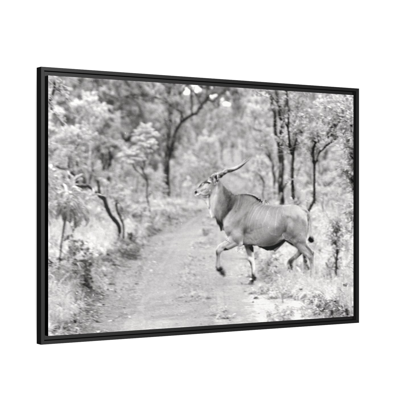 Elk Matte Canvas, Black Frame
