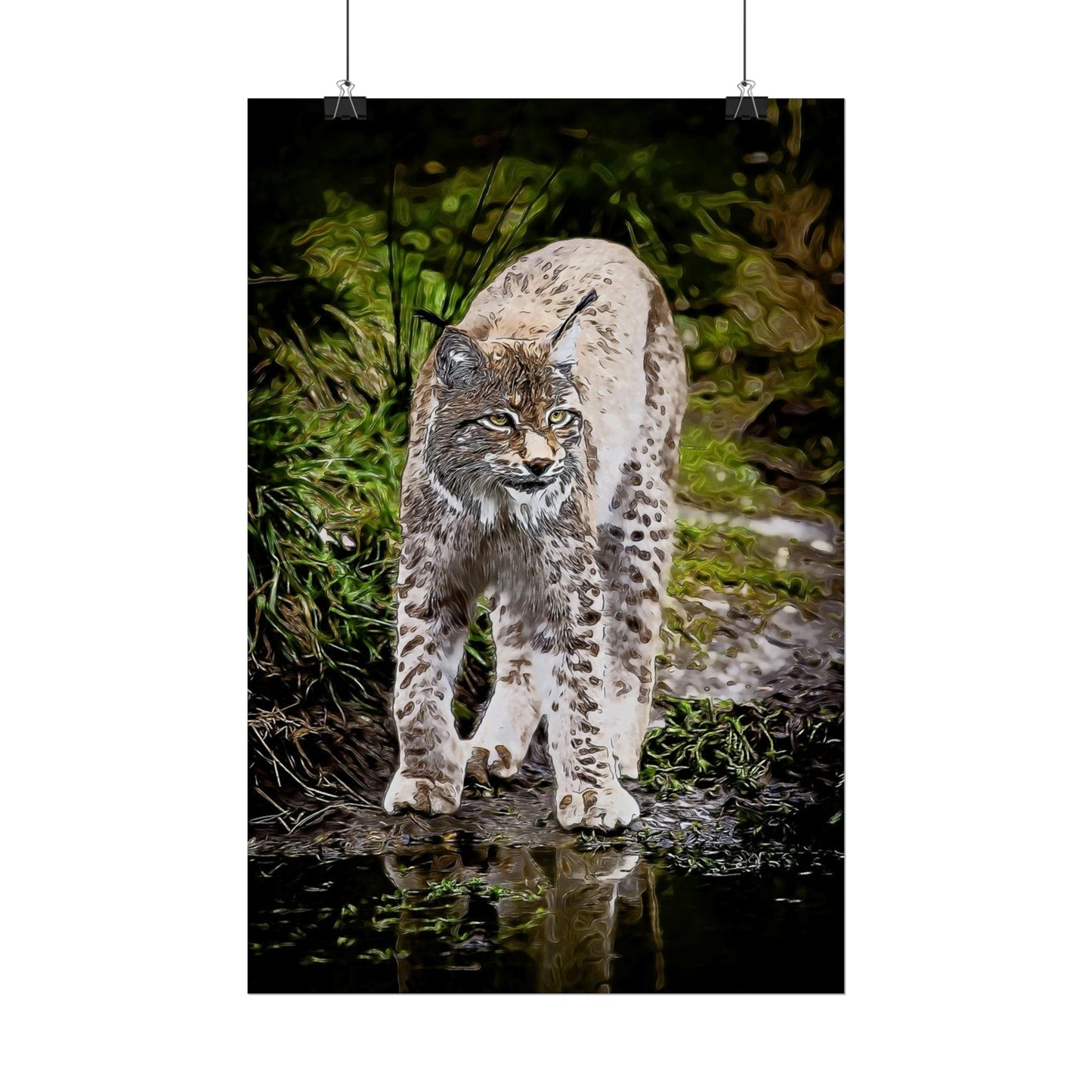 Bobcat Rolled Posters
