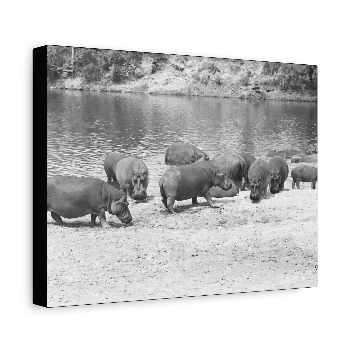 Hippopotamus Matte Canvas, Stretched, 1.25"