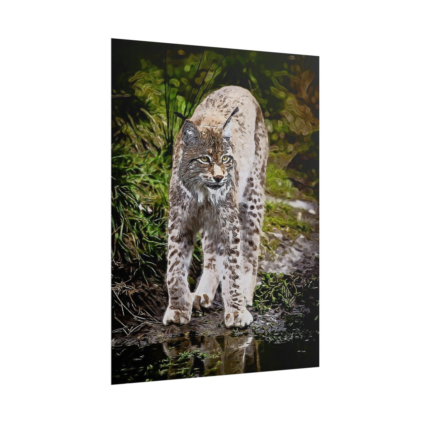 Bobcat Rolled Posters