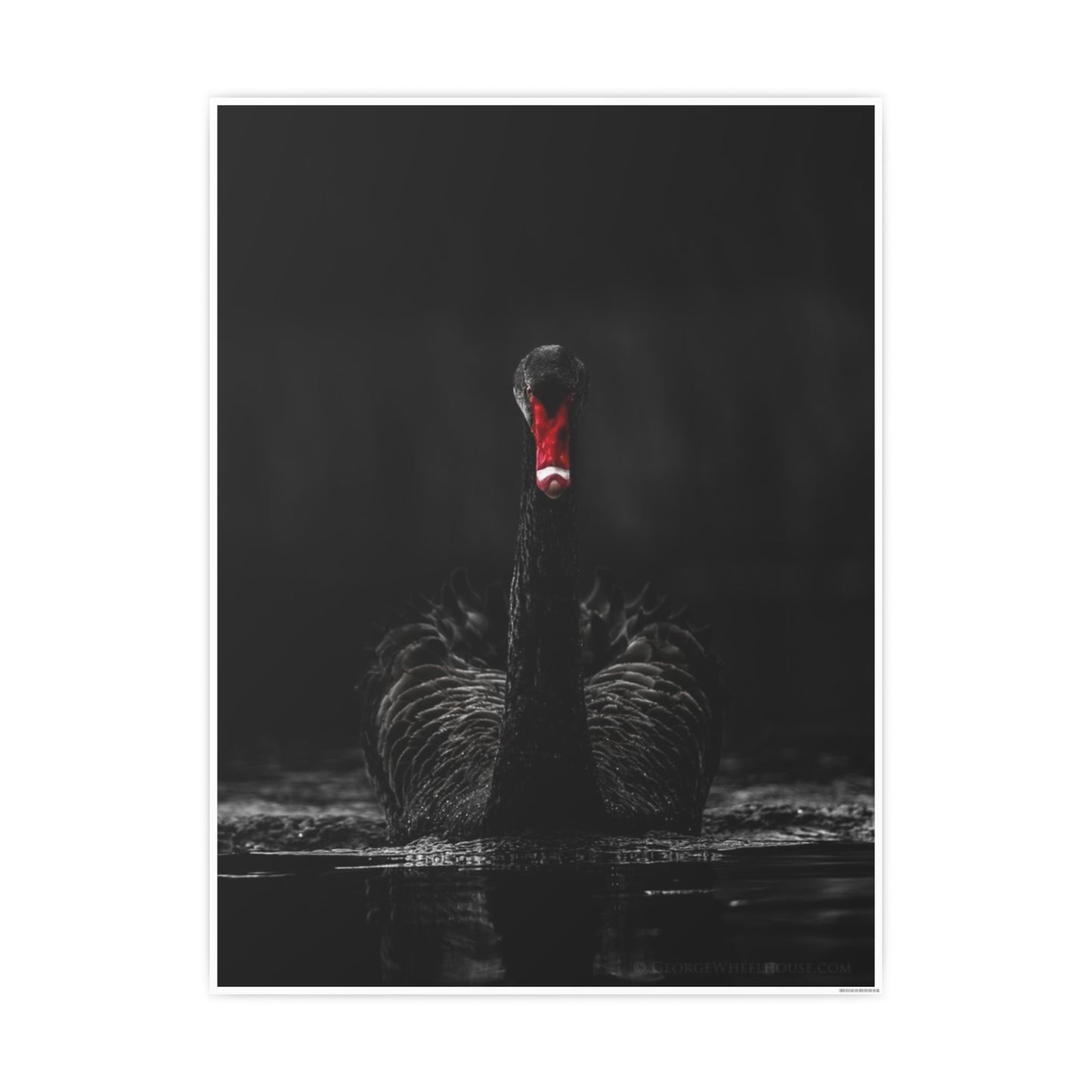 Black Swan Photo Art Paper Posters