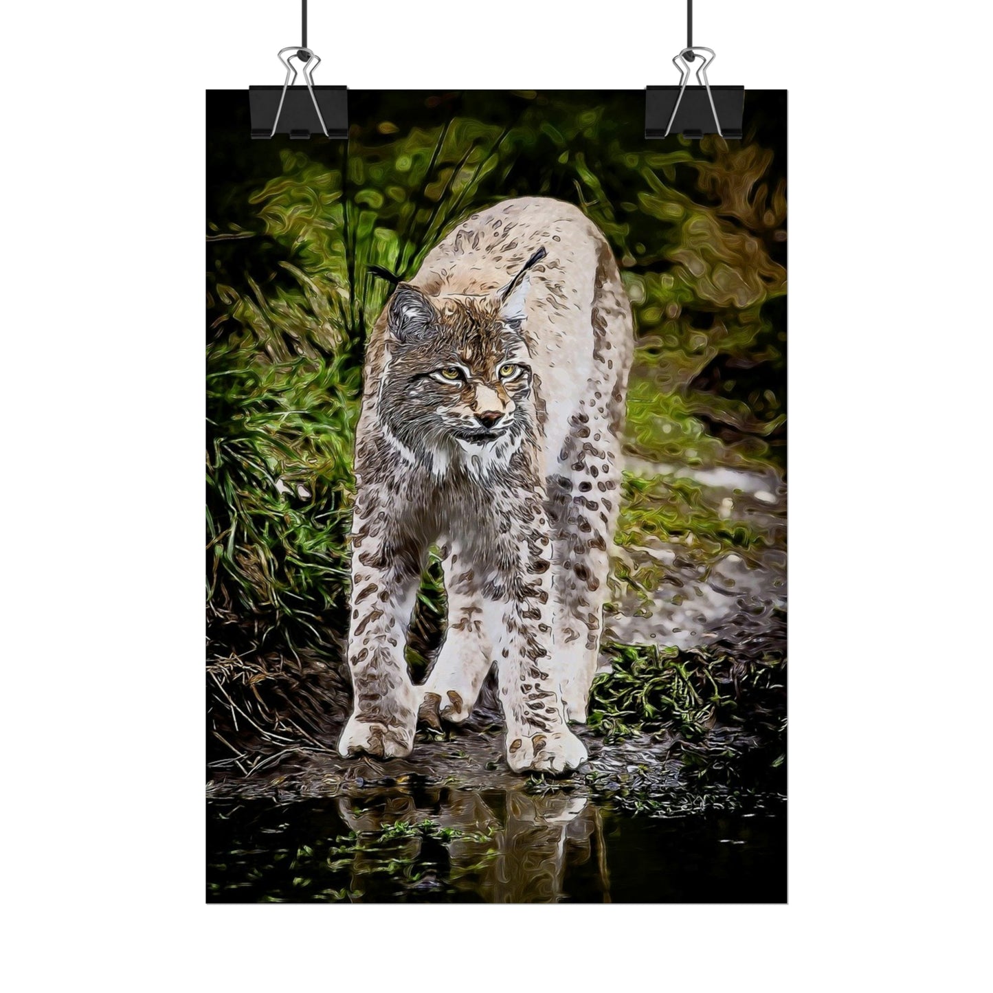 Bobcat Rolled Posters