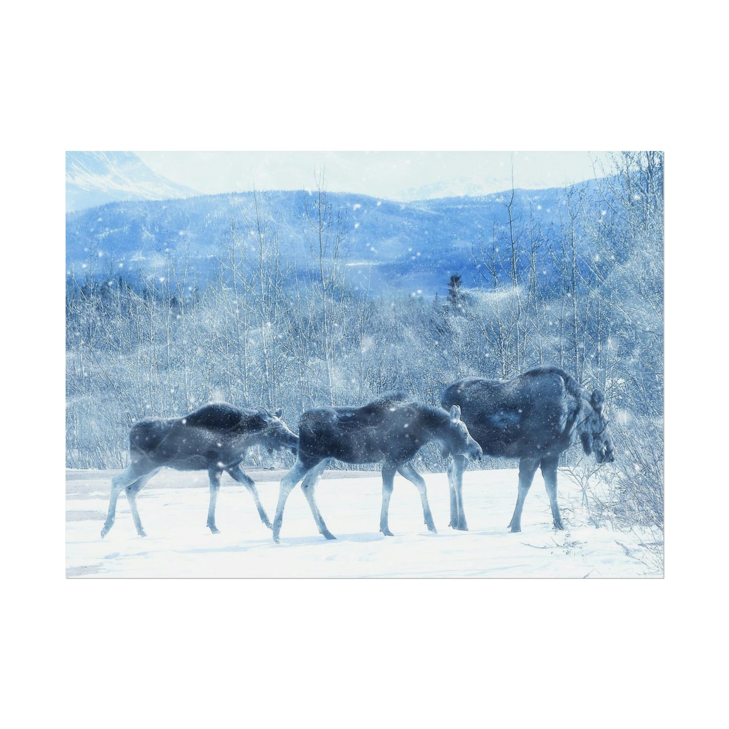 Moose Rolled Posters