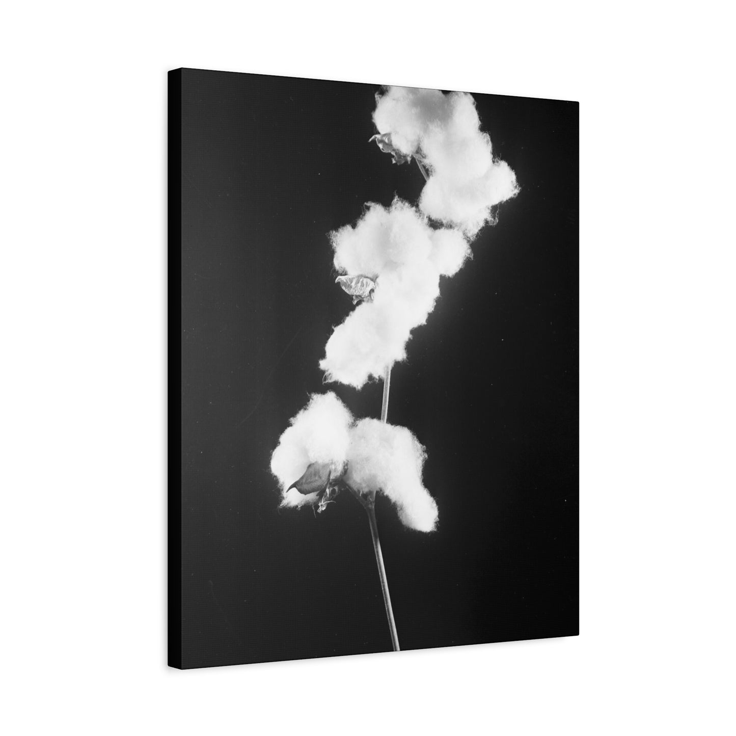 Cotton Matte Canvas, Stretched, 1.25"