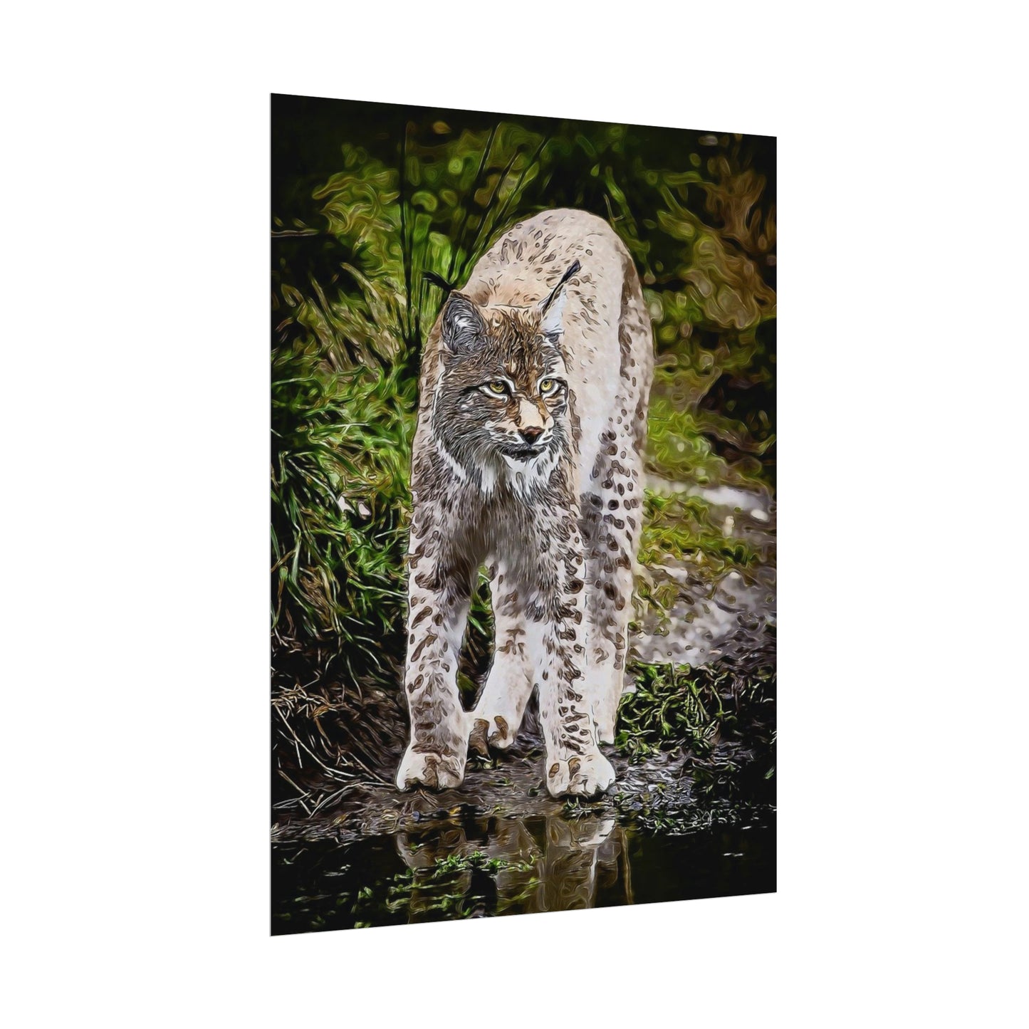 Bobcat Rolled Posters