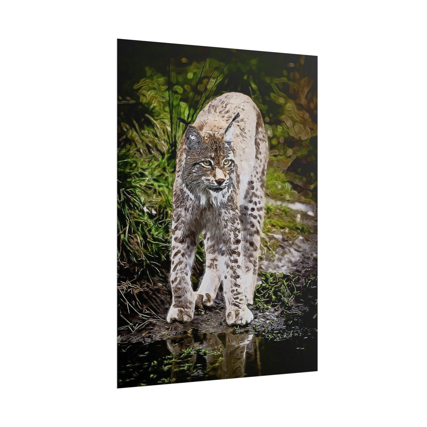 Bobcat Rolled Posters