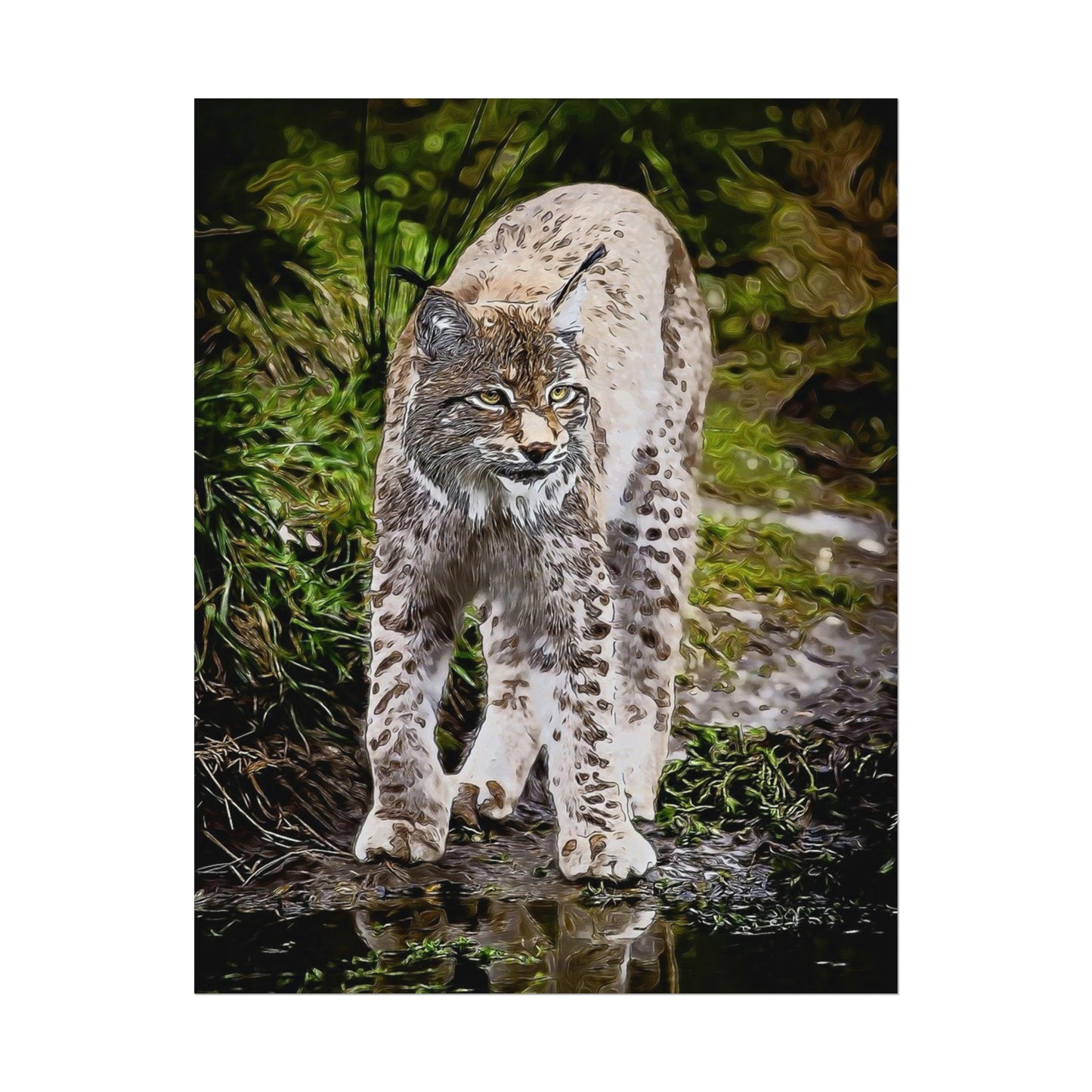 Bobcat Rolled Posters