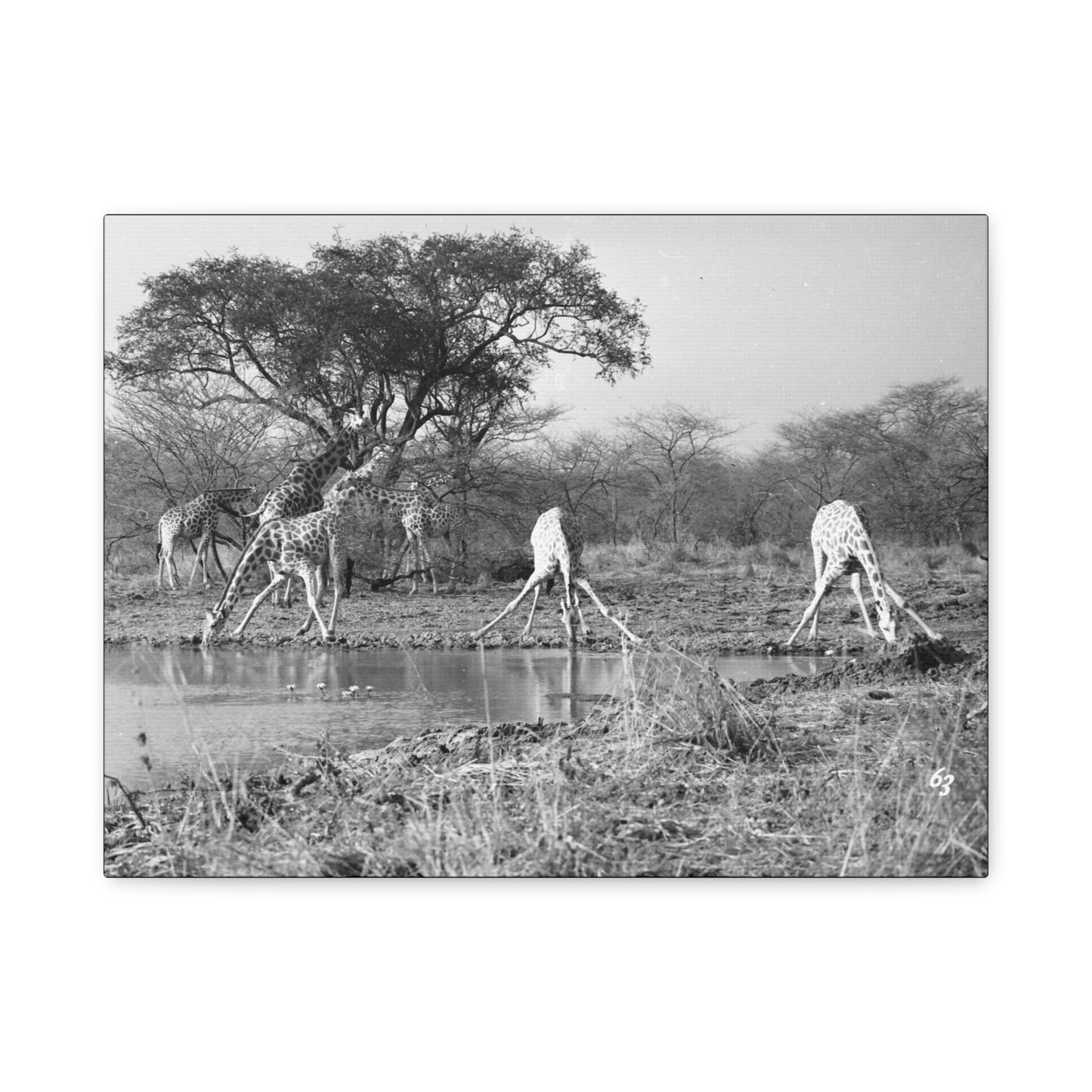 Girafe Matte Canvas, Stretched, 1.25"
