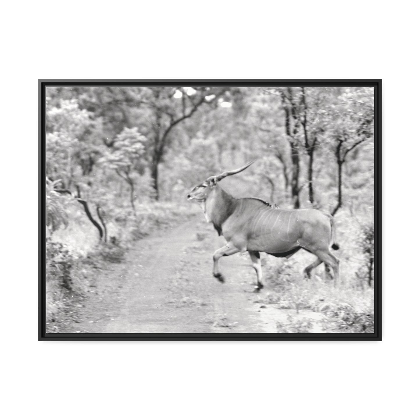Elk Matte Canvas, Black Frame