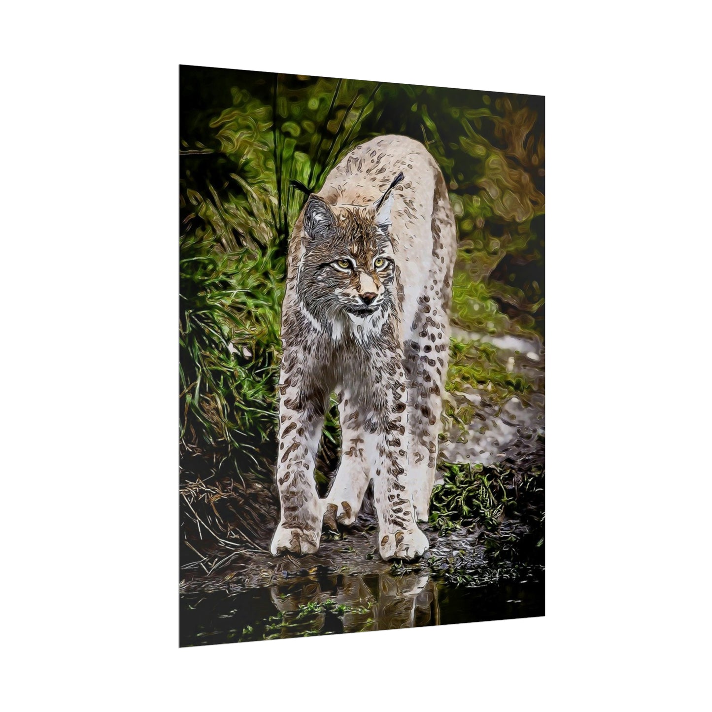 Bobcat Rolled Posters