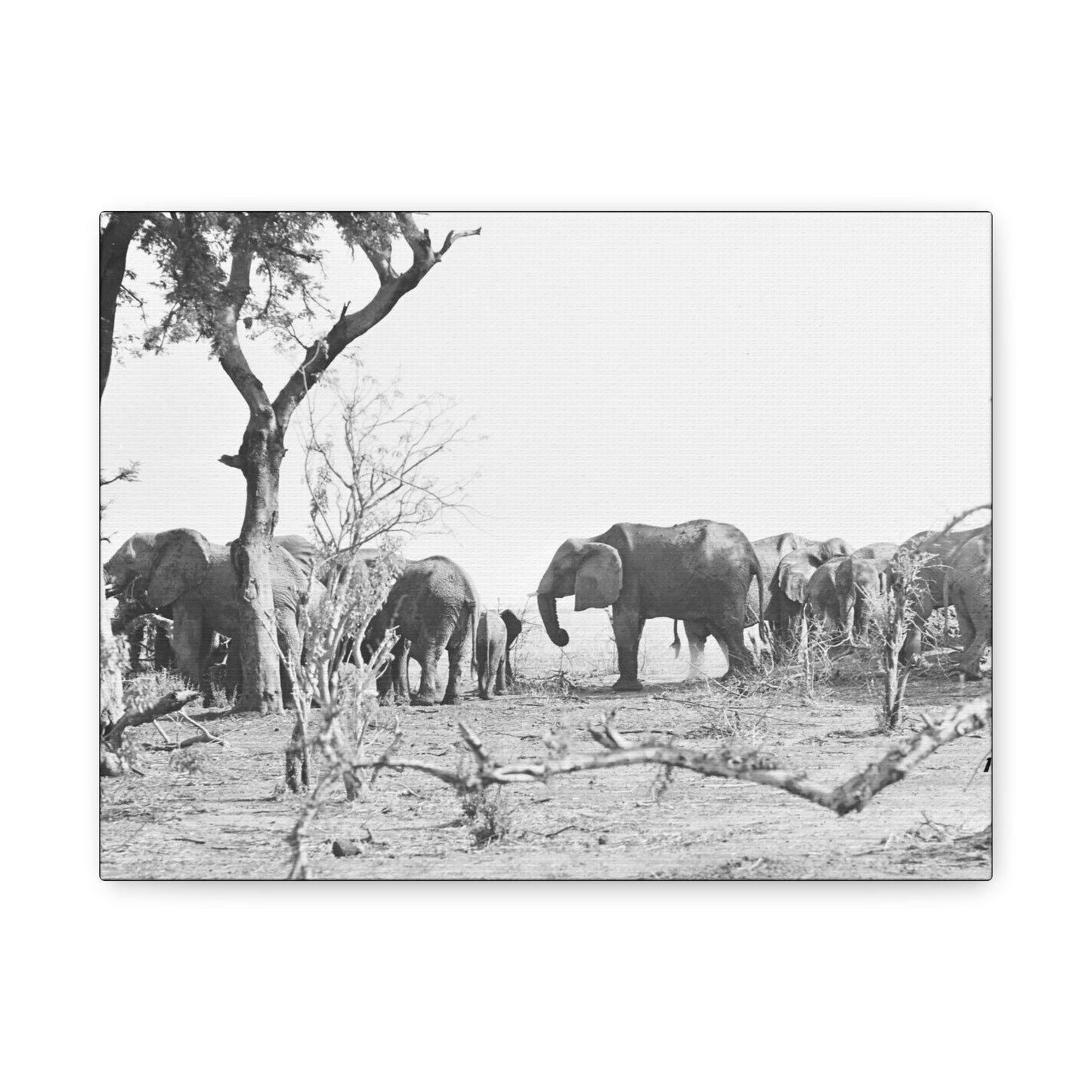 Elephants Matte Canvas, Stretched, 1.25"
