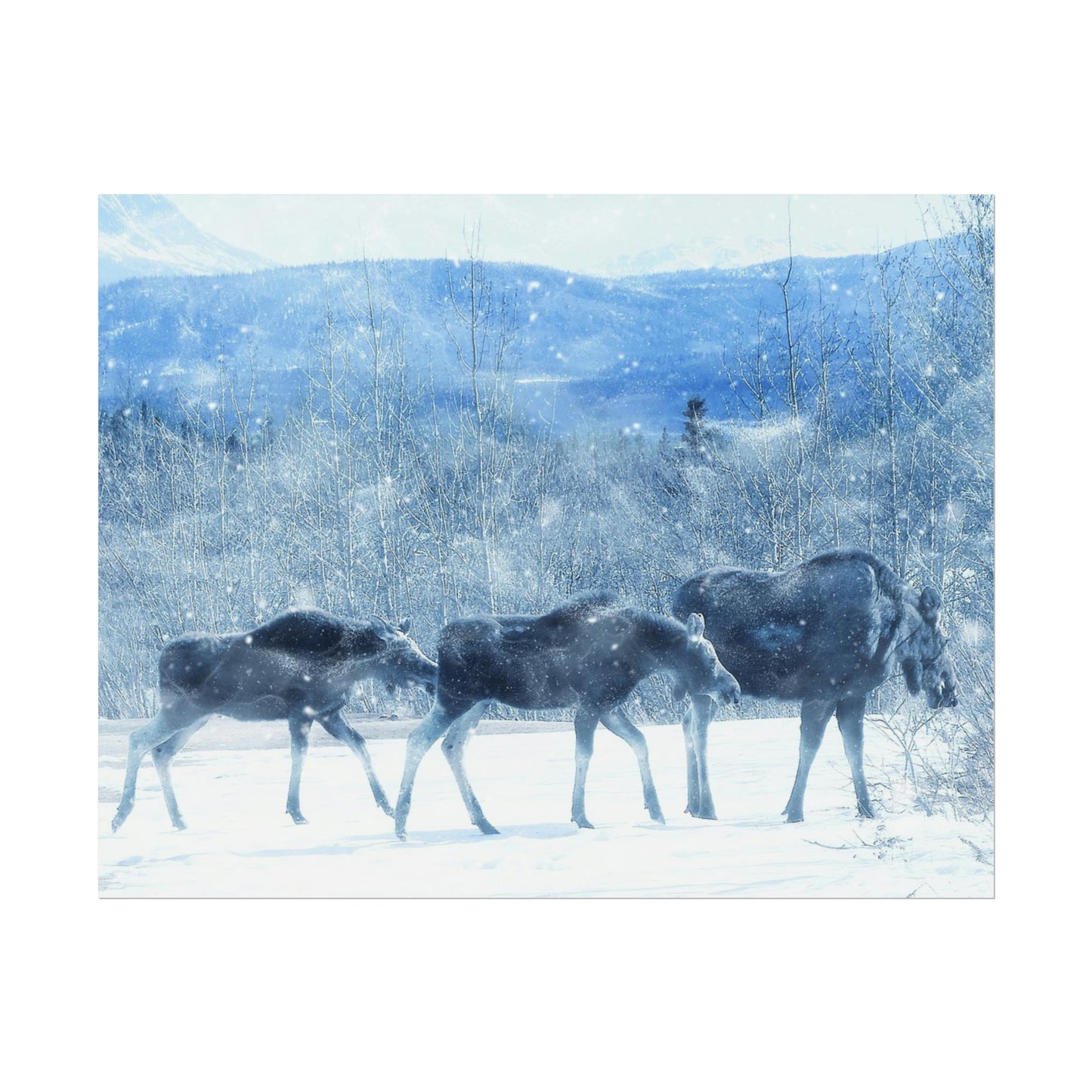 Moose Rolled Posters