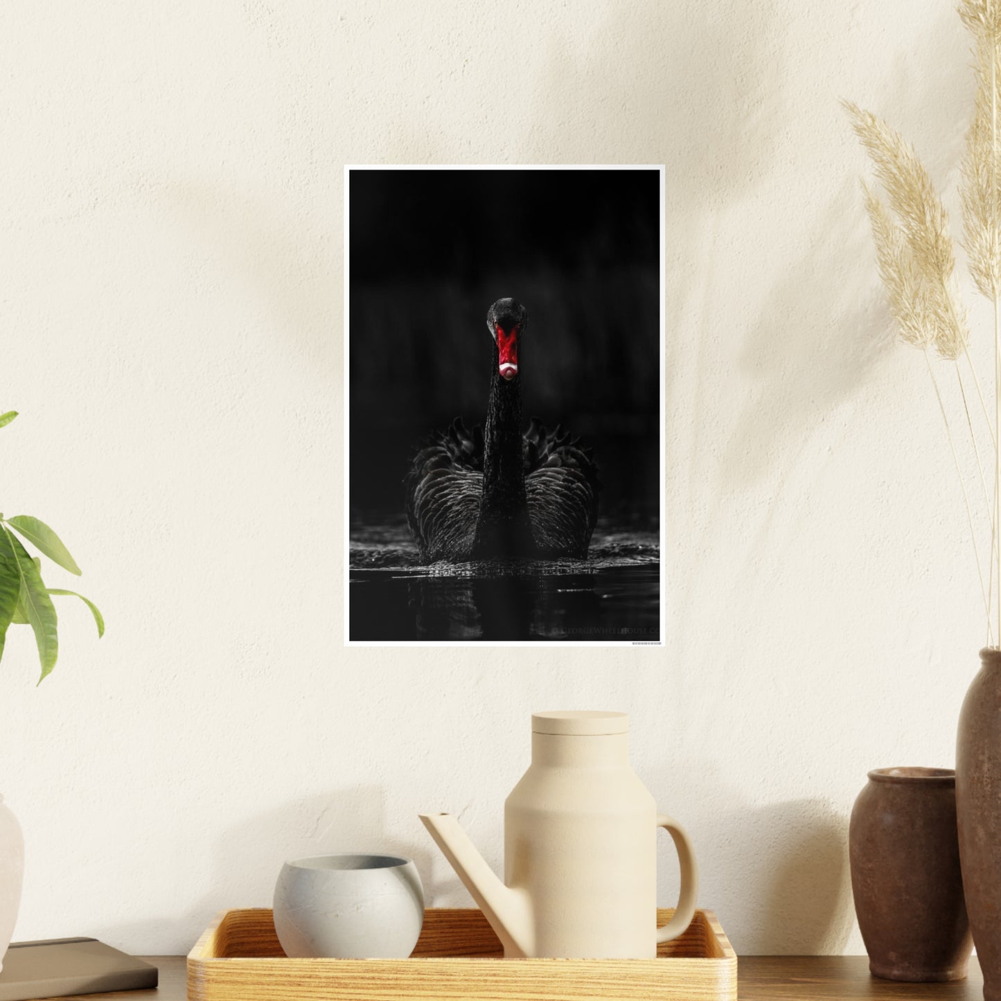 Black Swan Photo Art Paper Posters