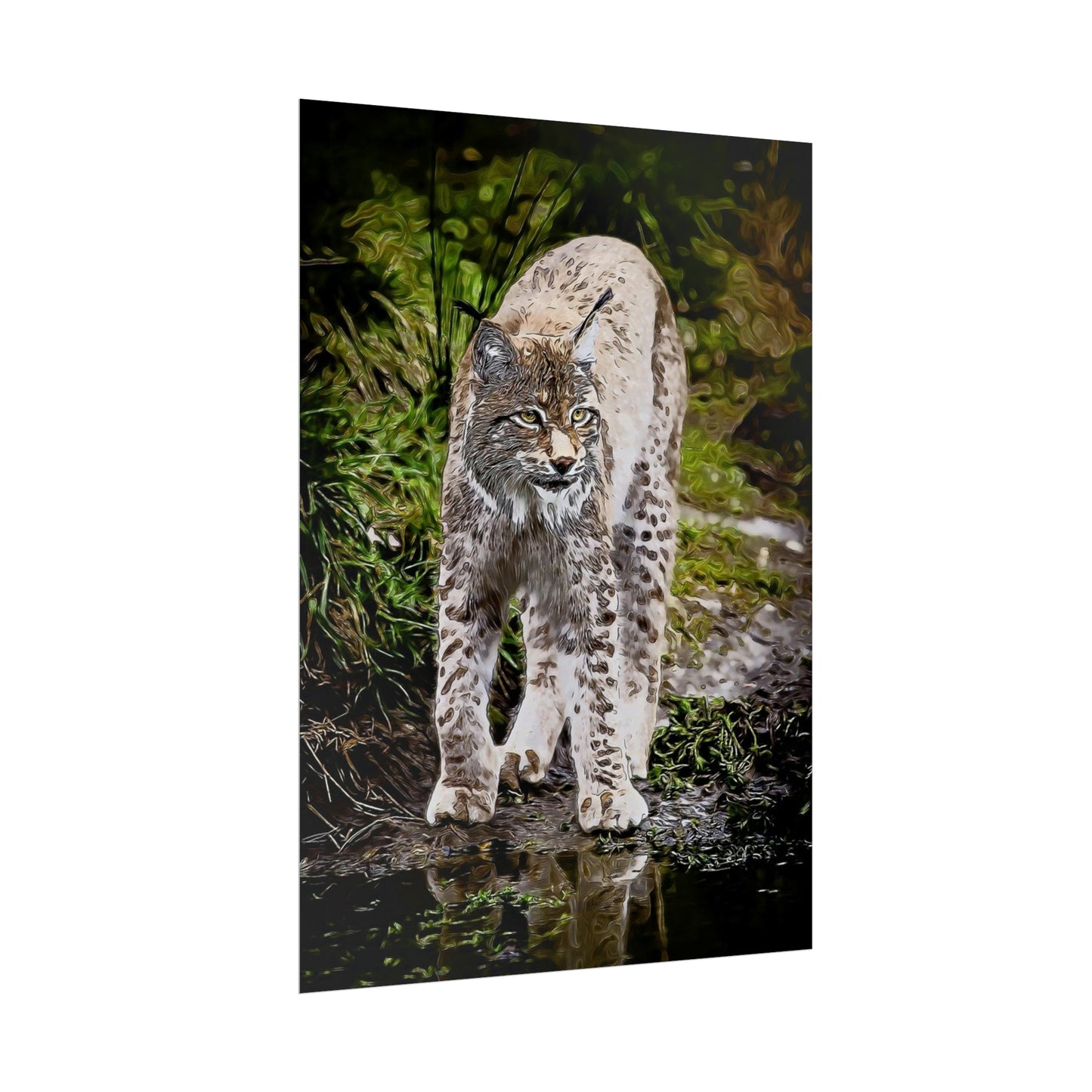 Bobcat Rolled Posters