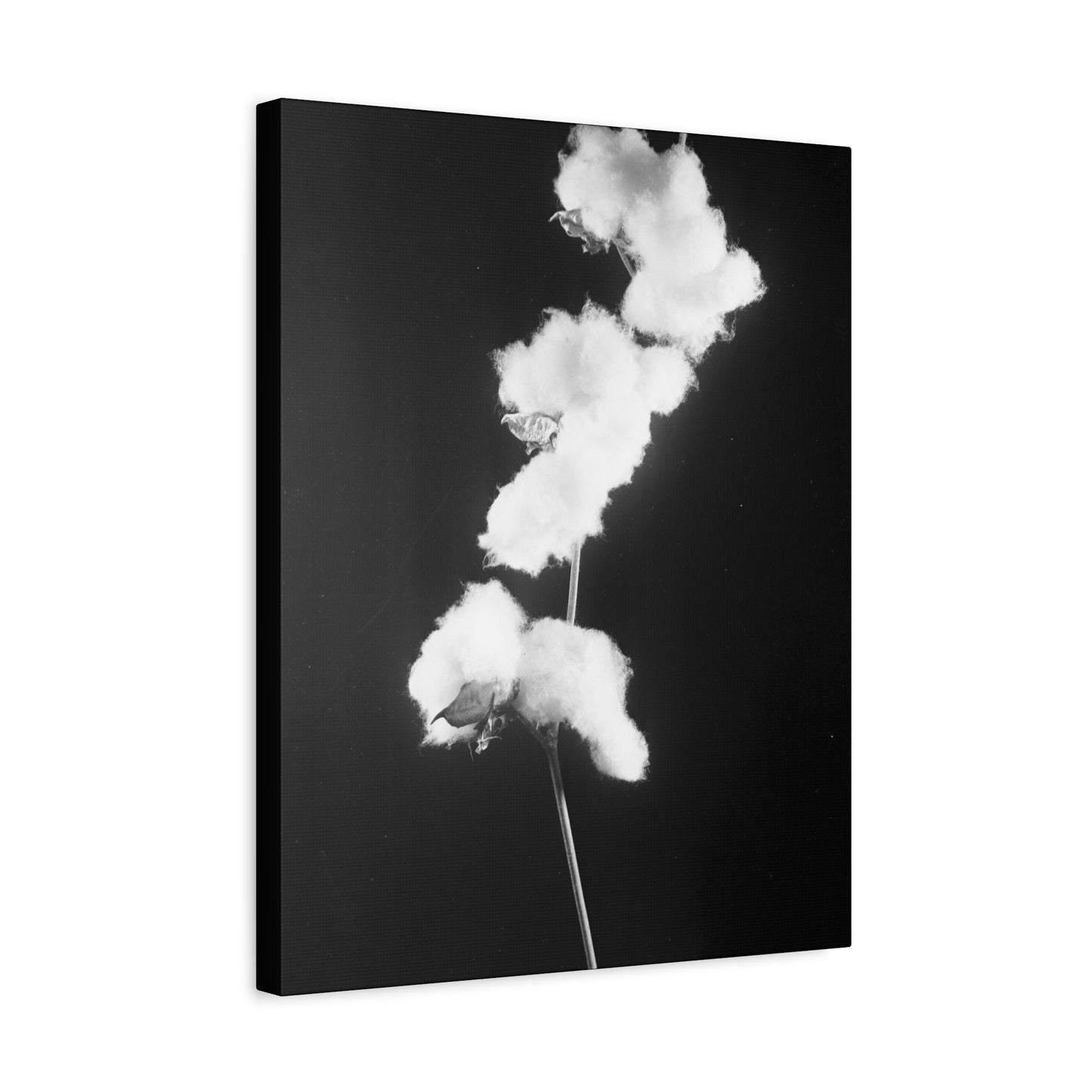 Cotton Matte Canvas, Stretched, 1.25"