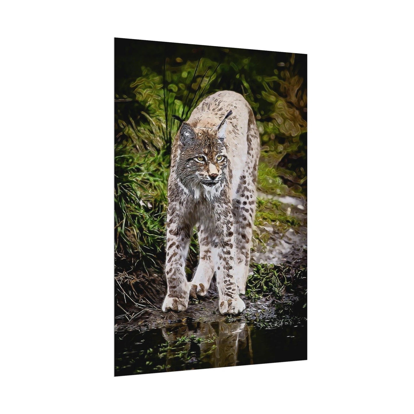 Bobcat Rolled Posters