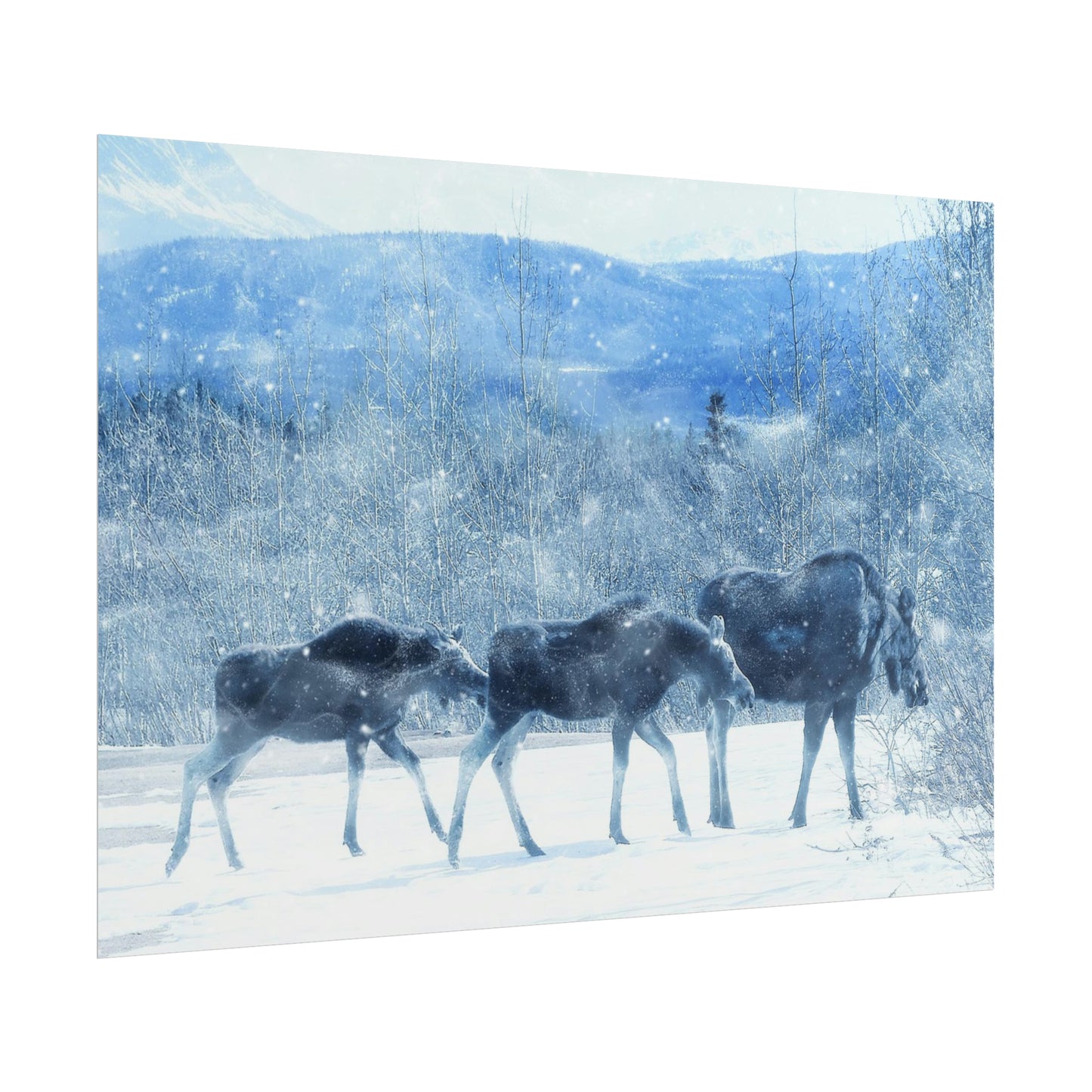Moose Rolled Posters