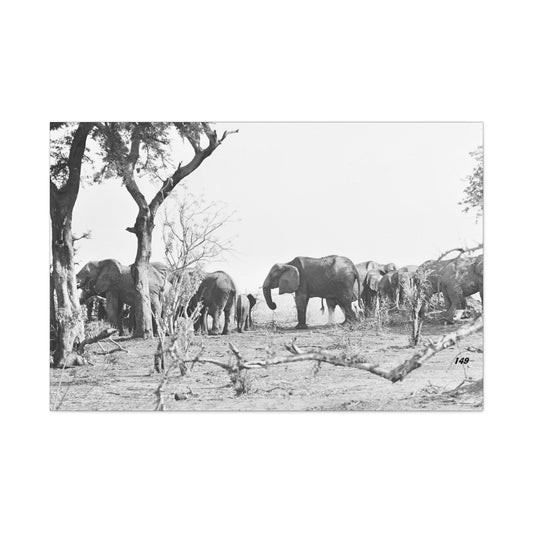 Elephants Matte Canvas, Stretched, 1.25"