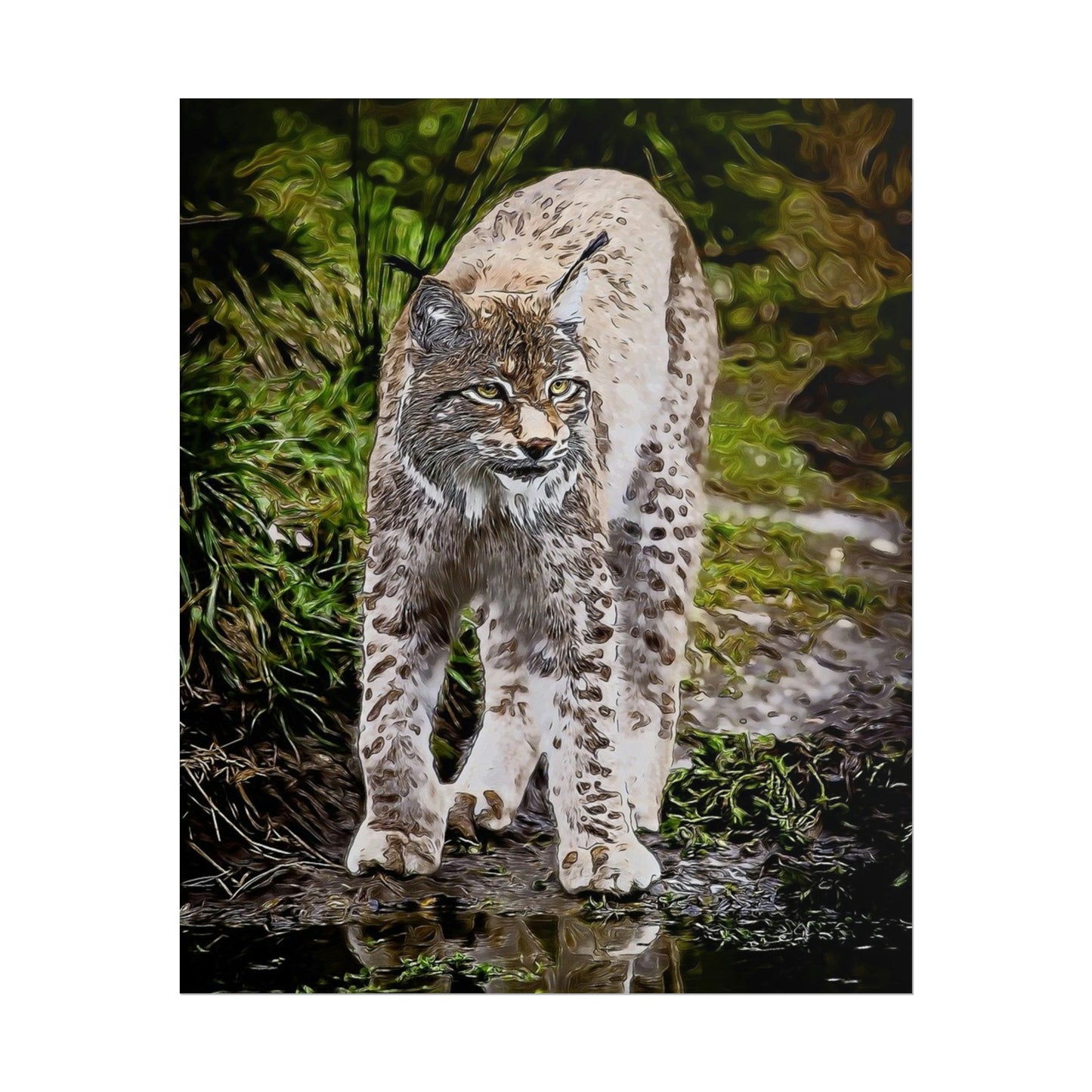 Bobcat Rolled Posters