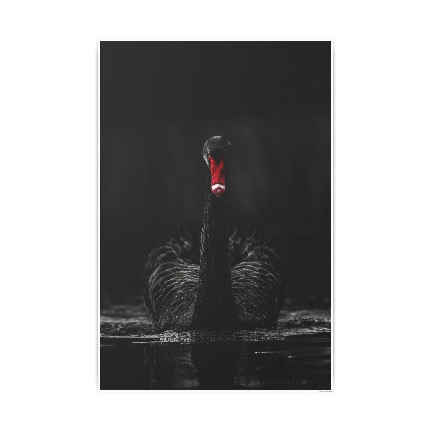 Black Swan Photo Art Paper Posters
