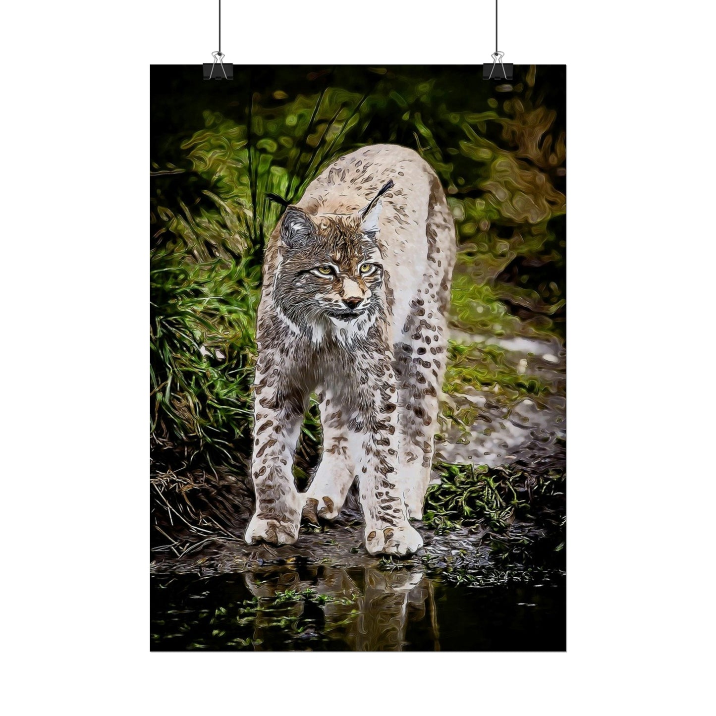 Bobcat Rolled Posters