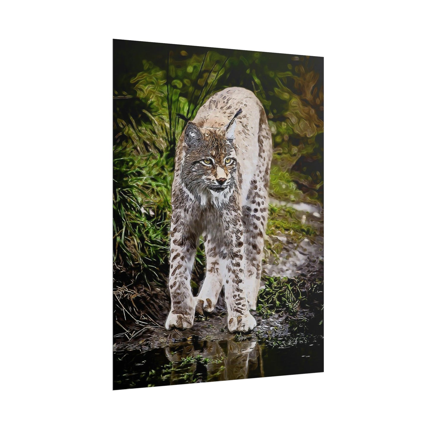 Bobcat Rolled Posters