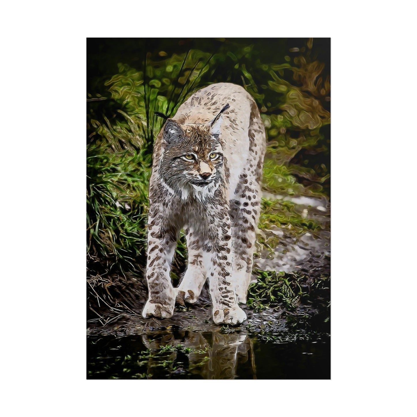 Bobcat Rolled Posters