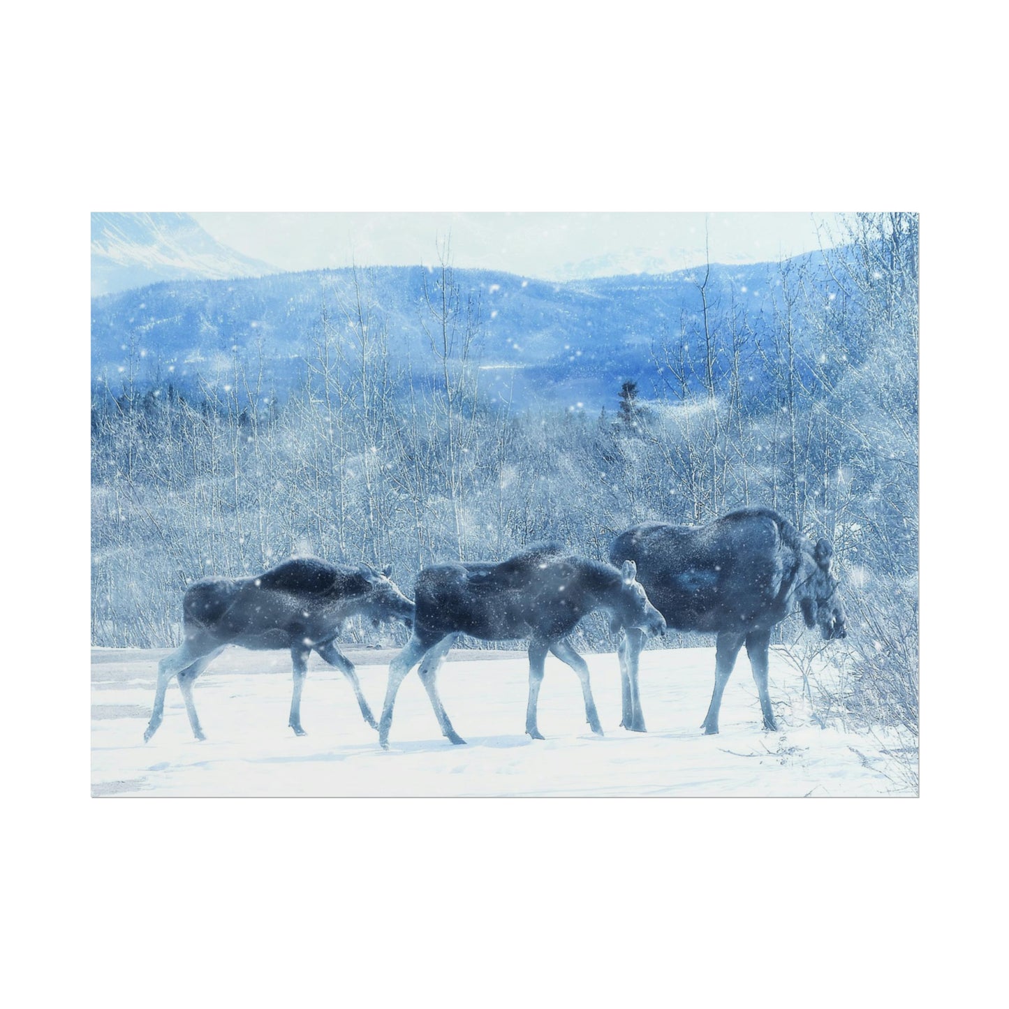 Moose Rolled Posters