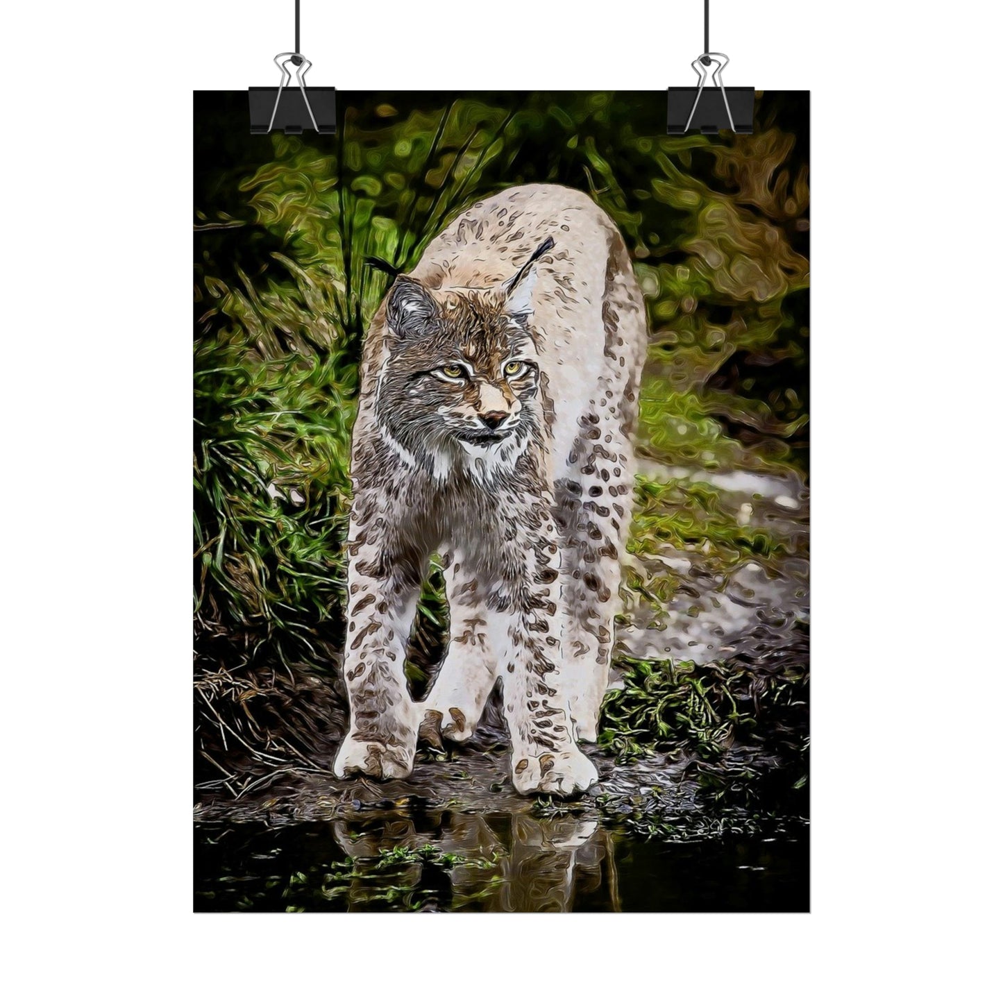 Bobcat Rolled Posters