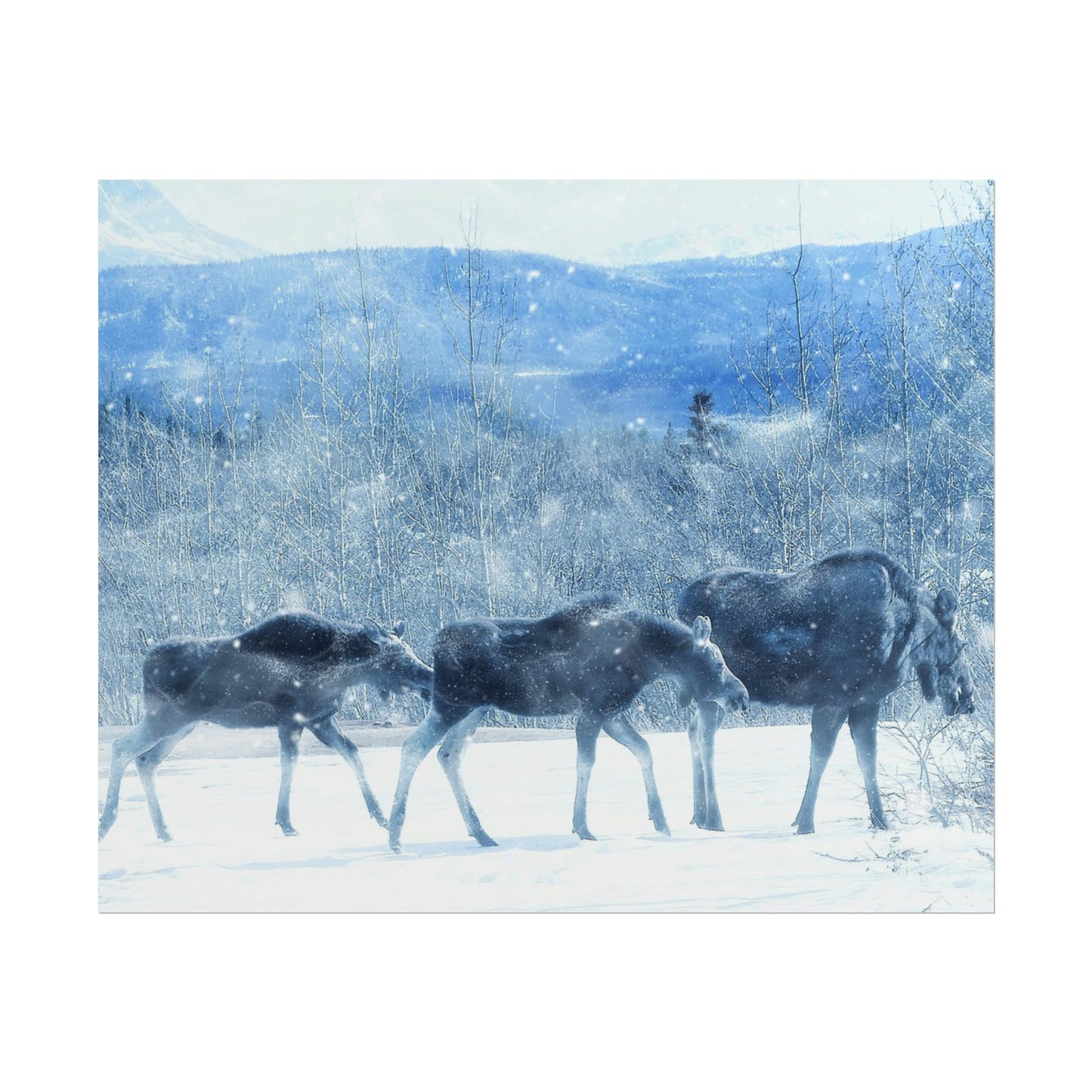 Moose Rolled Posters