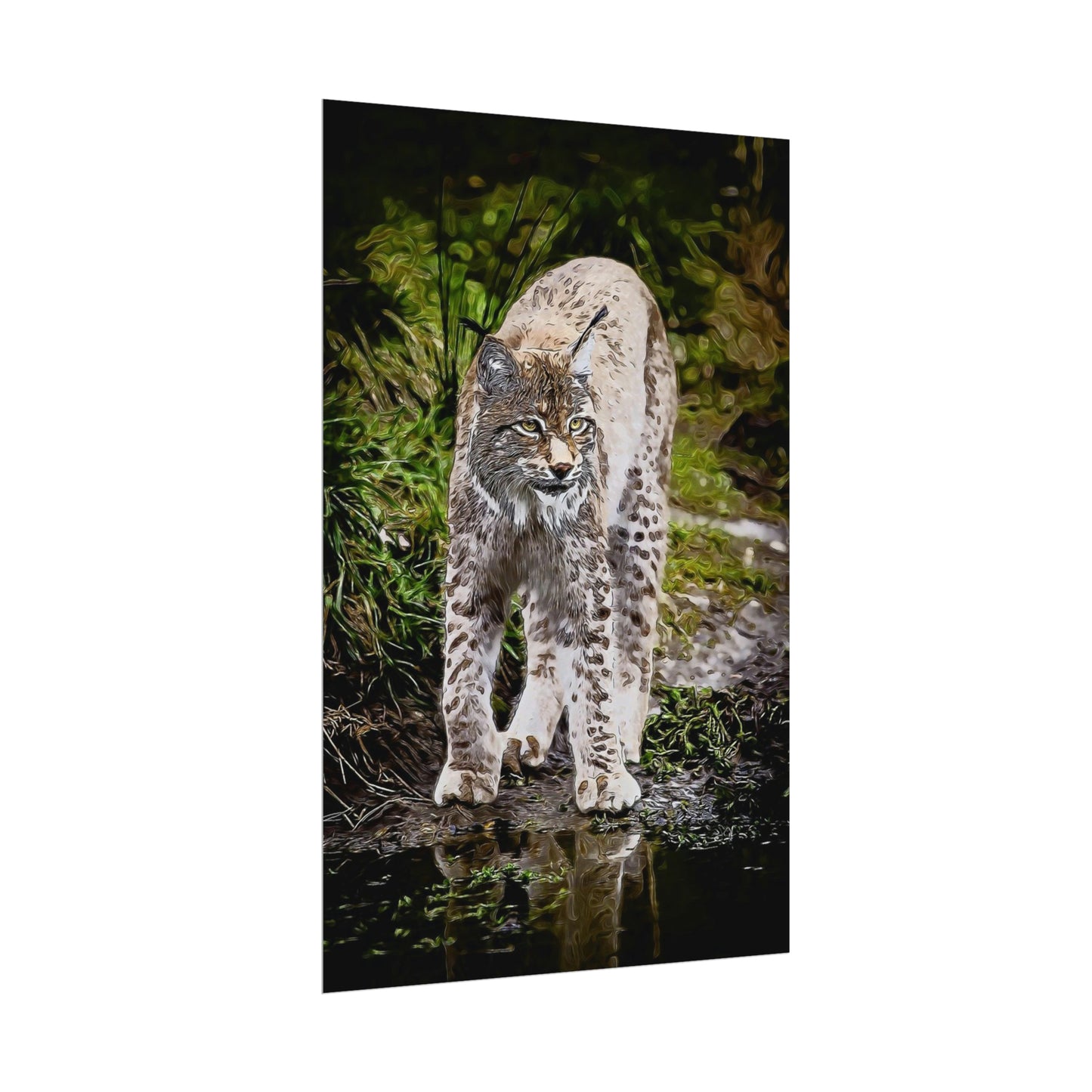 Bobcat Rolled Posters