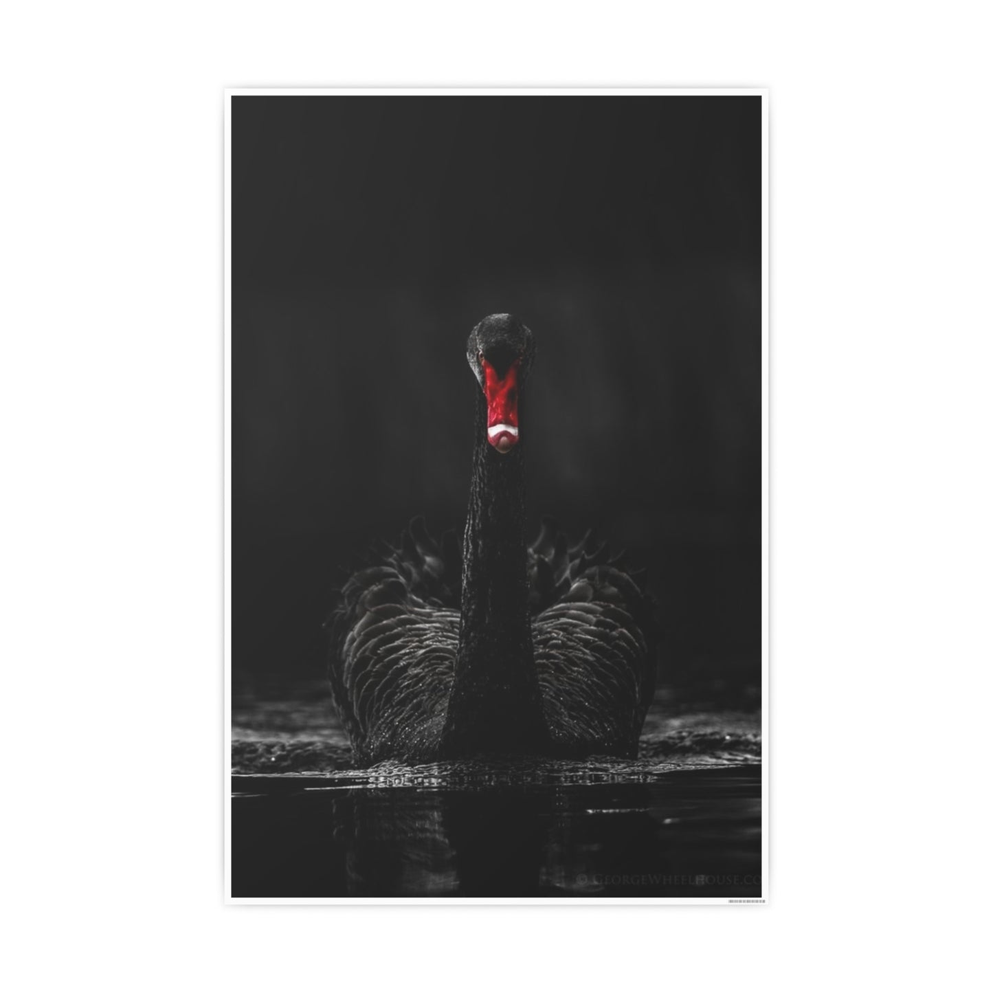 Black Swan Photo Art Paper Posters